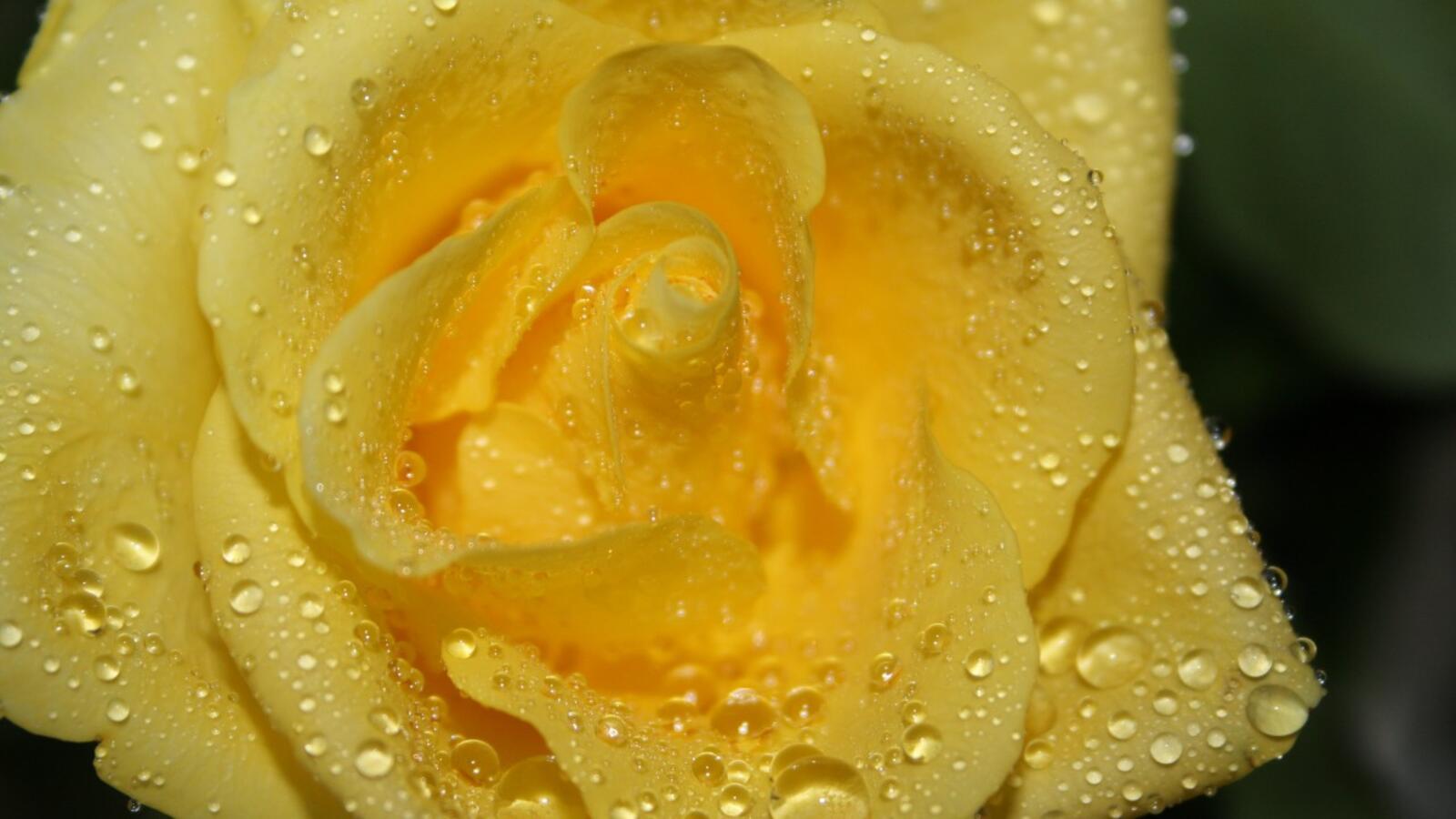 Wallpapers rose yellow love on the desktop