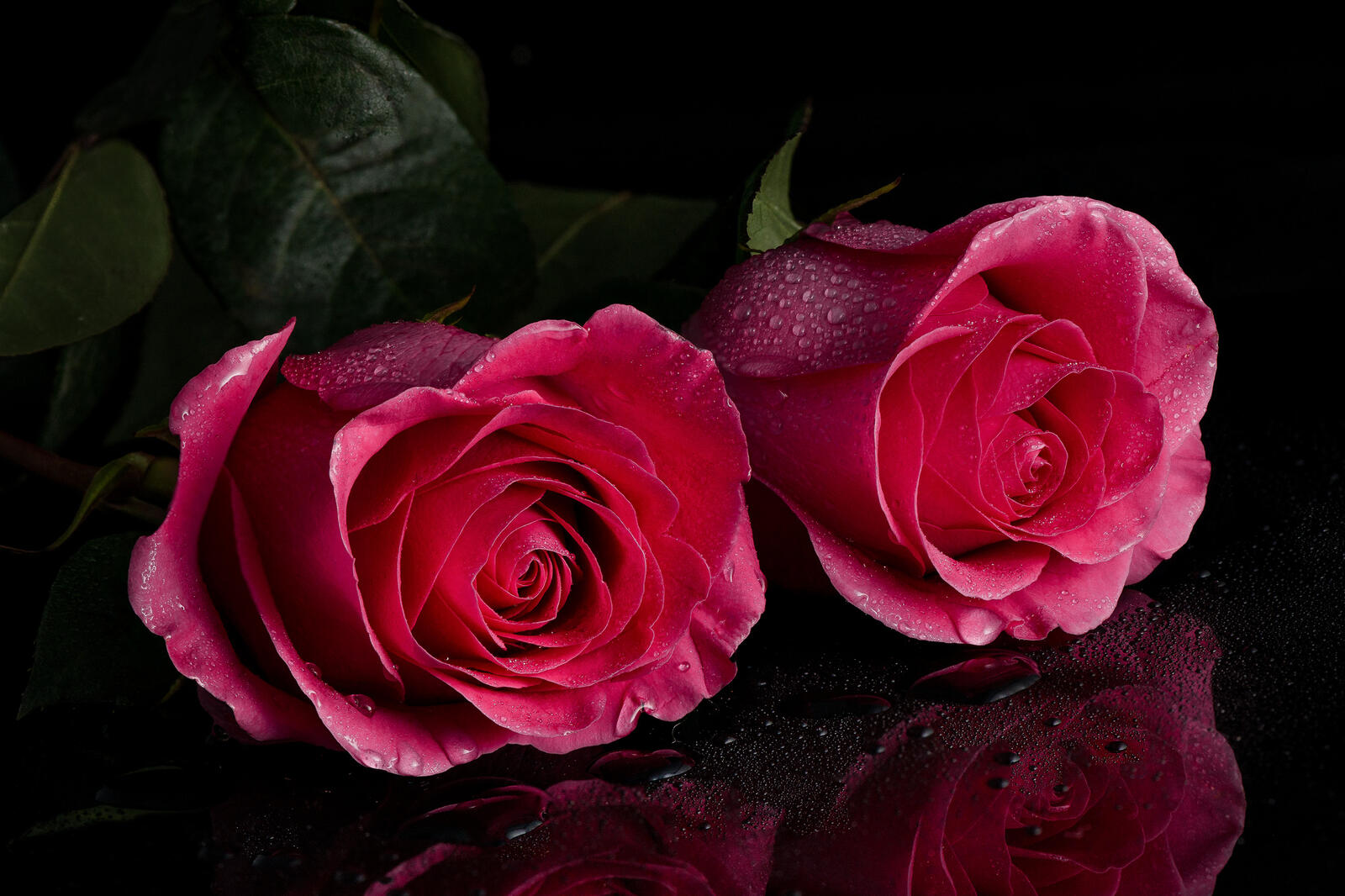Обои отражение розы цветы на рабочий стол