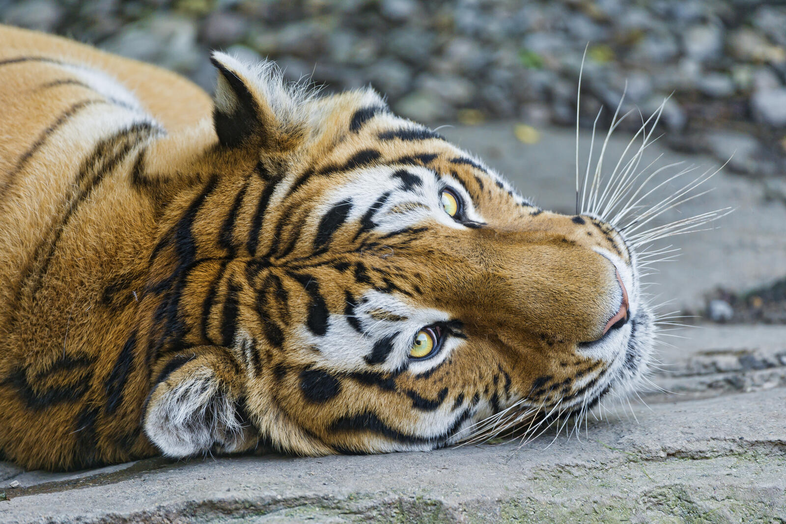 Обои взгляд тигровые тигры хищник на рабочий стол