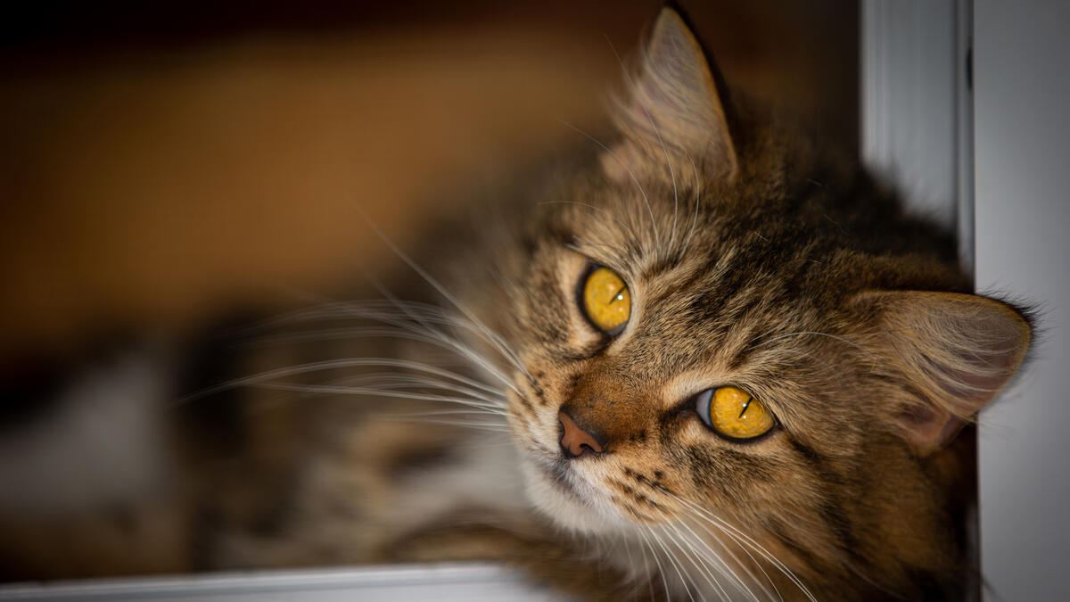 Fluffy golden-eyed cat