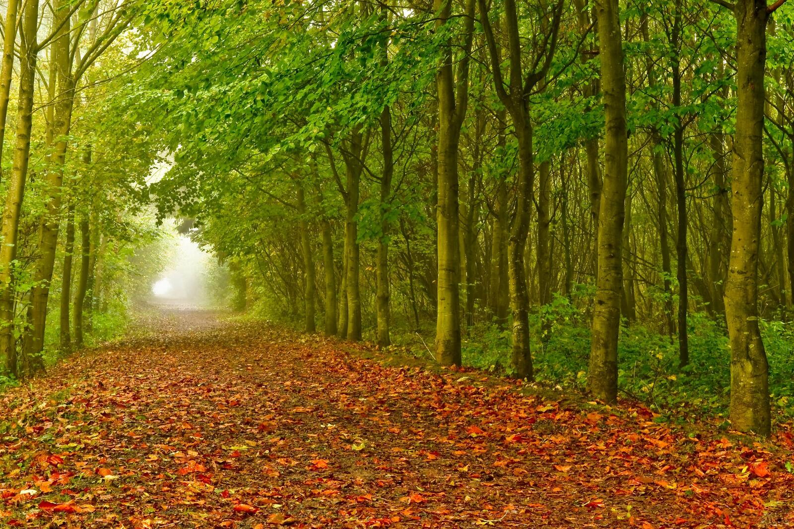 Wallpapers landscapes forest forest path on the desktop