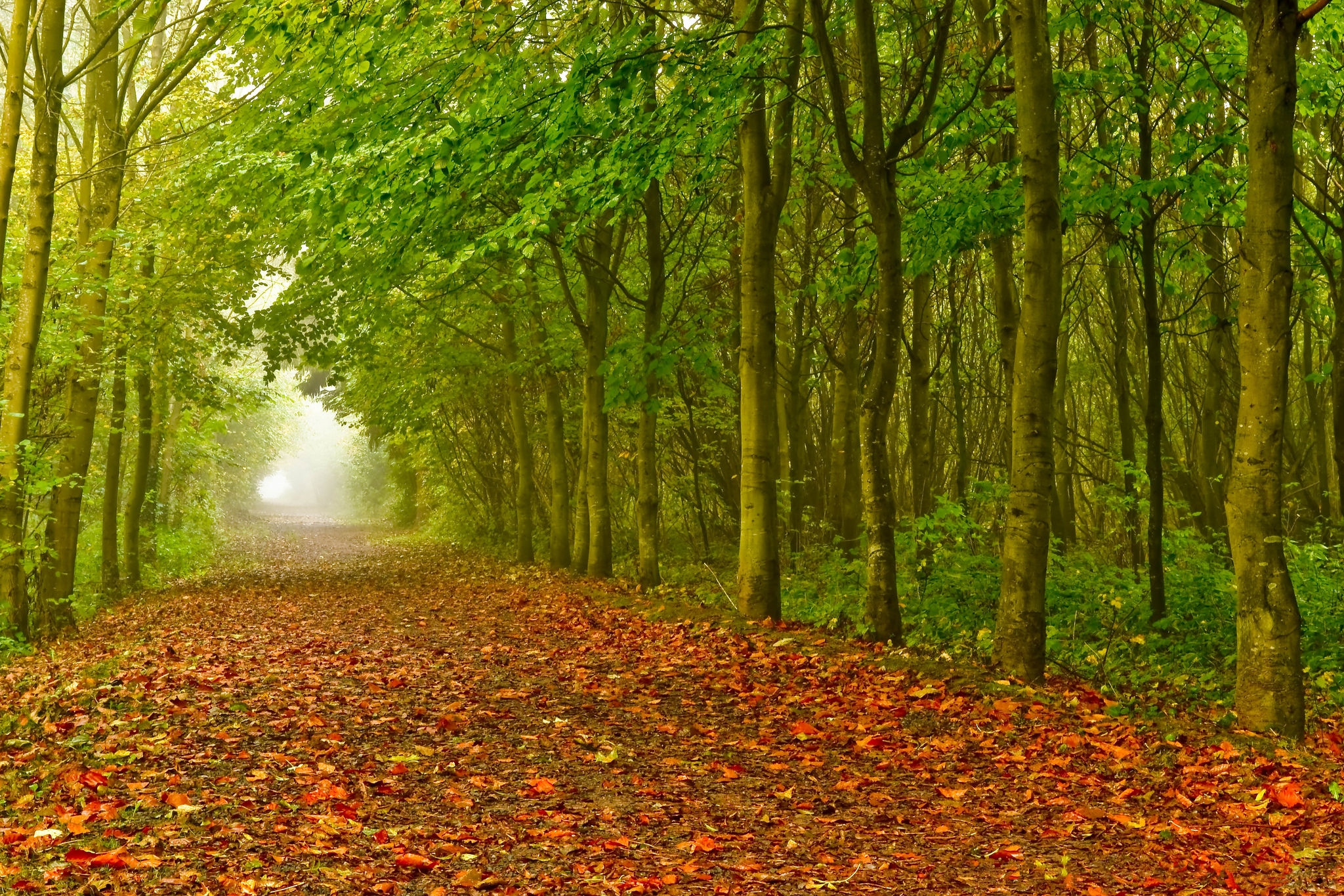 Wallpapers landscapes forest forest path on the desktop