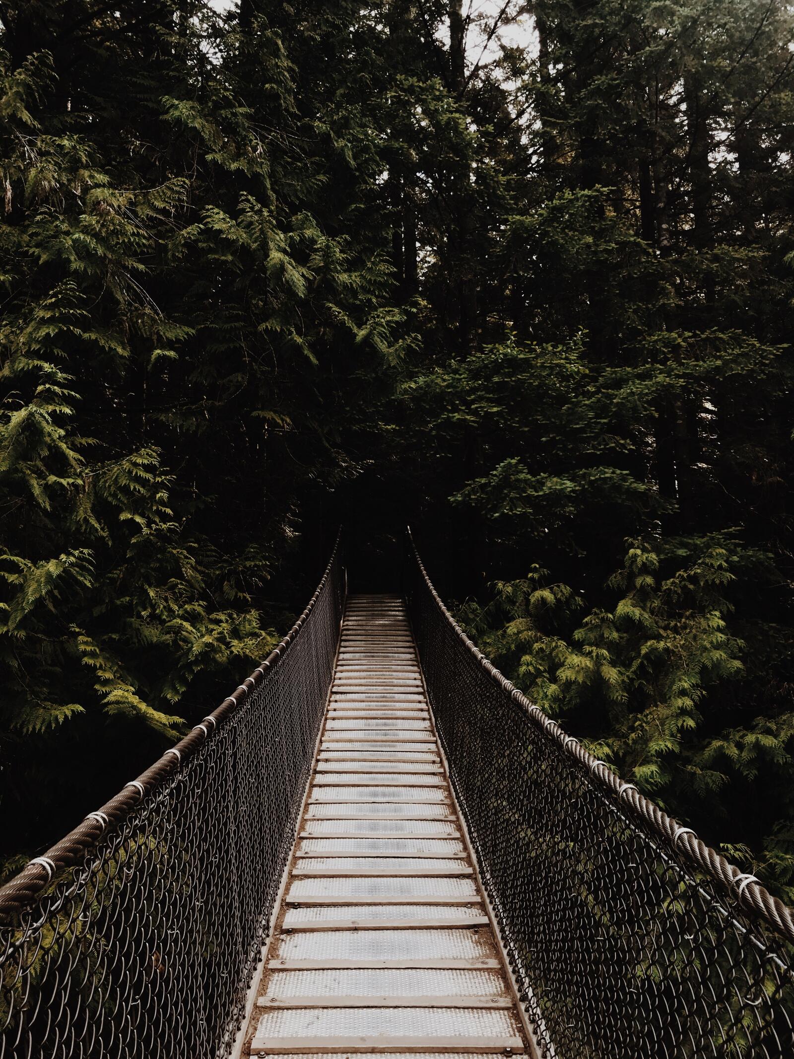 Бесплатное фото Мост в джунглях