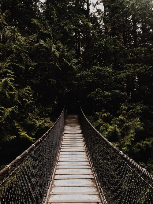The bridge in the jungle