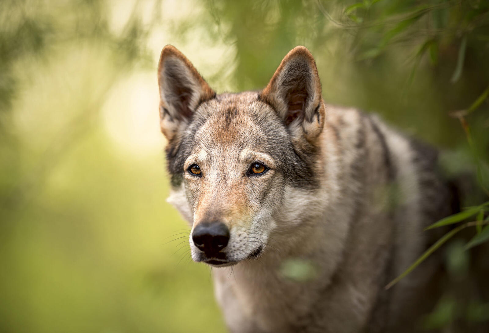 Бесплатное фото Волчья собака Сарлоса