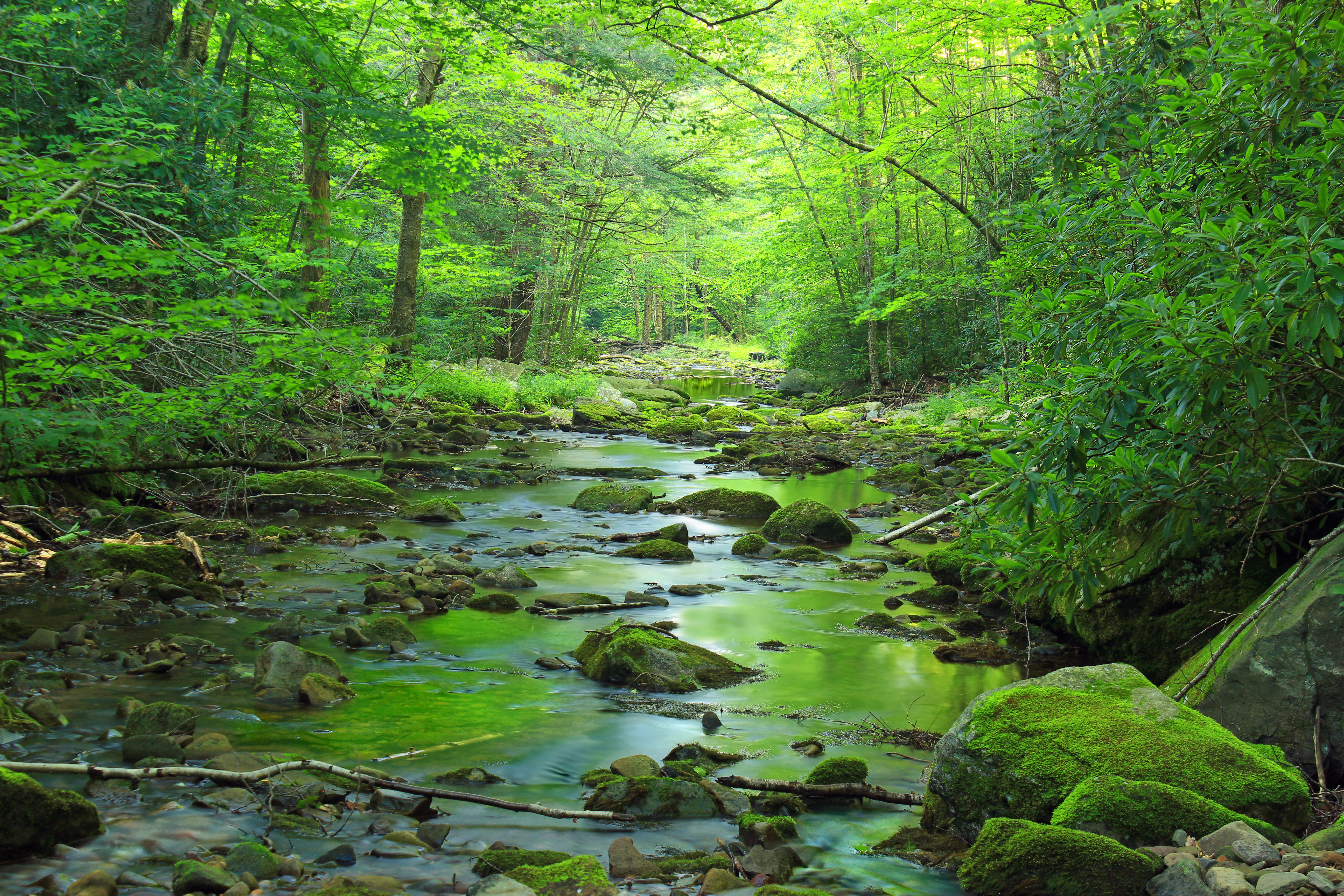 Фото бесплатно камни в воде, лето, лес