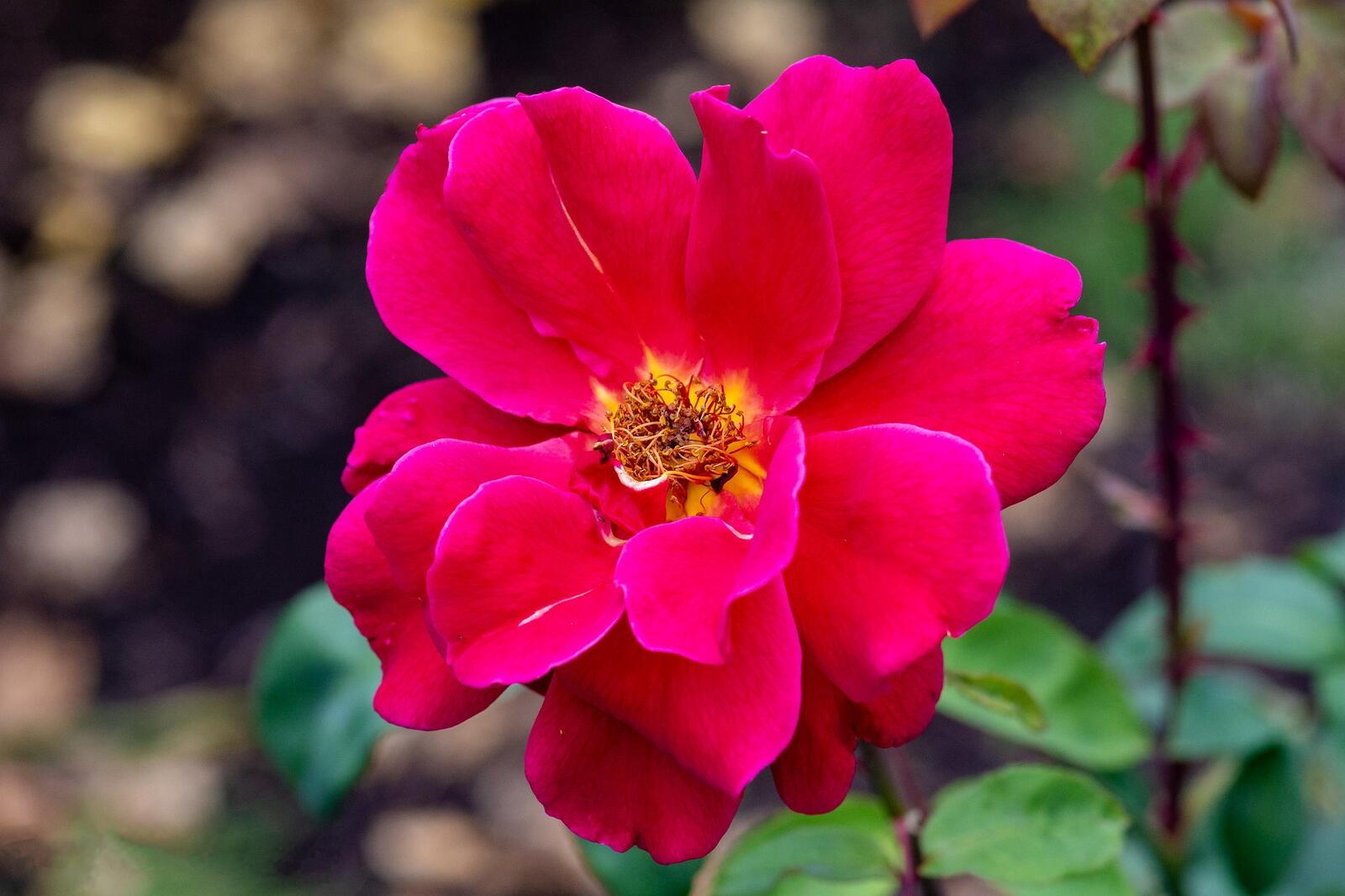 Бесплатное фото Фото картинки роза, цветок, ветка