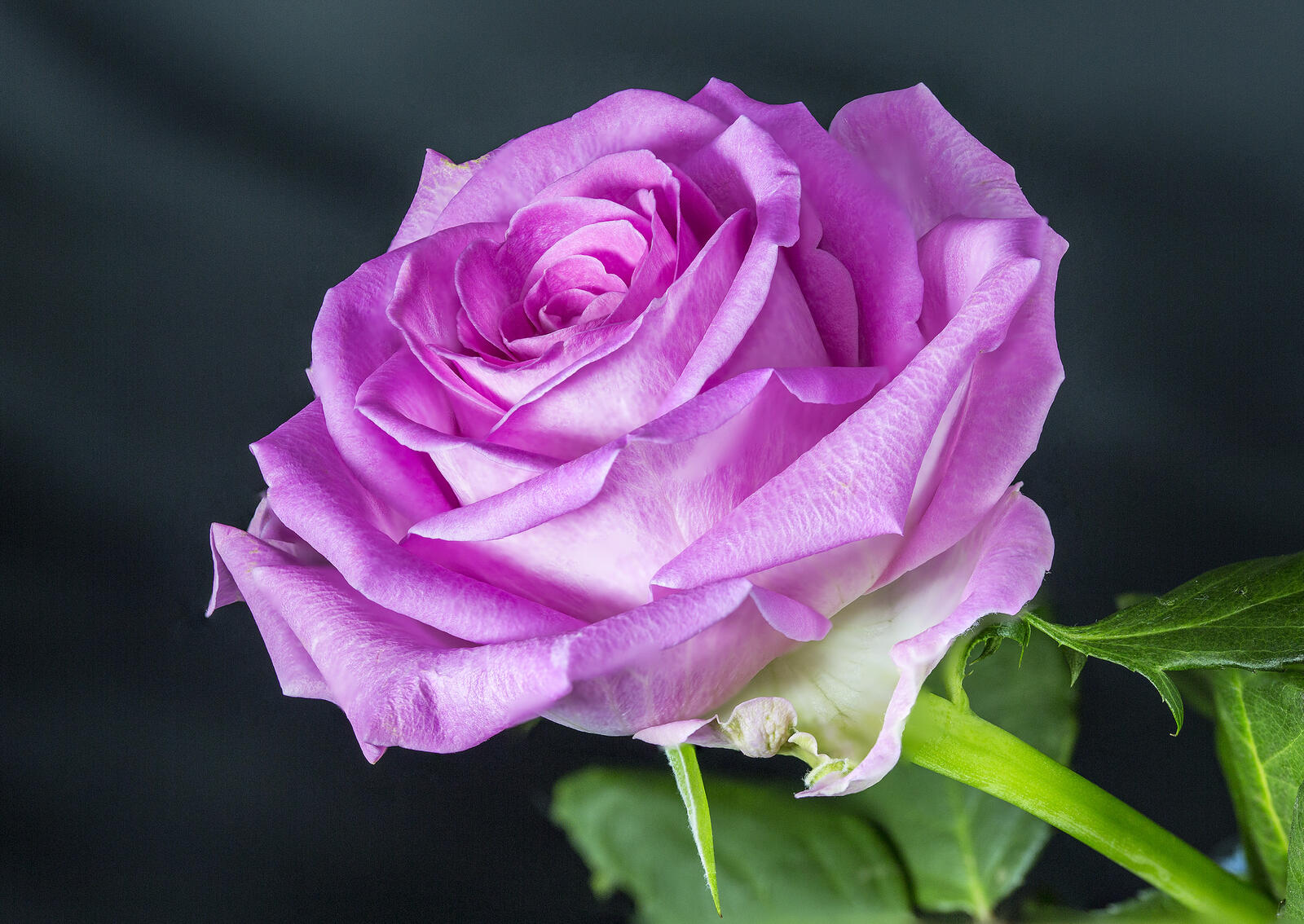 Обои одинокая роза розовая роза цветок на рабочий стол