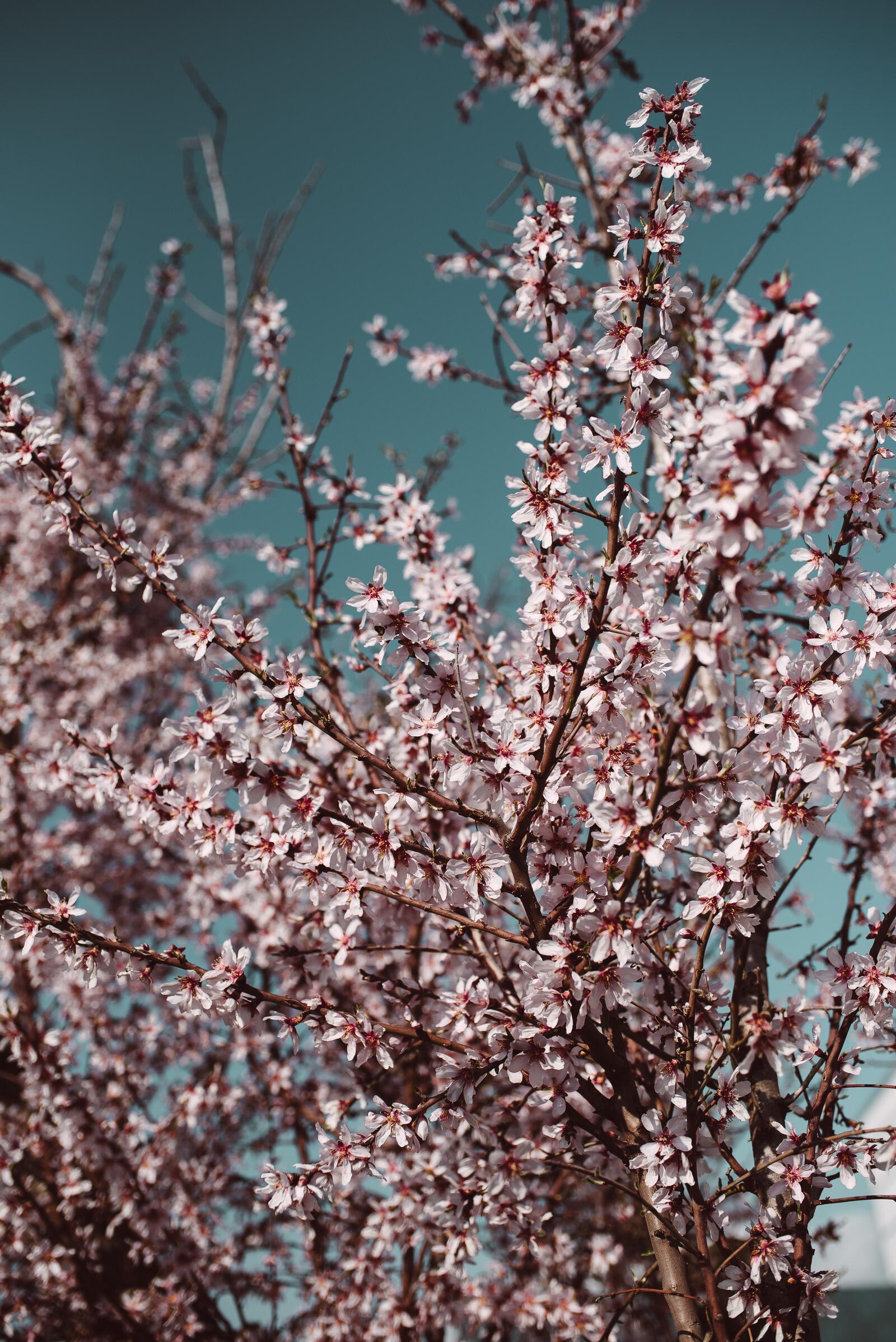 Wallpapers twigs petals cherry blossom on the desktop