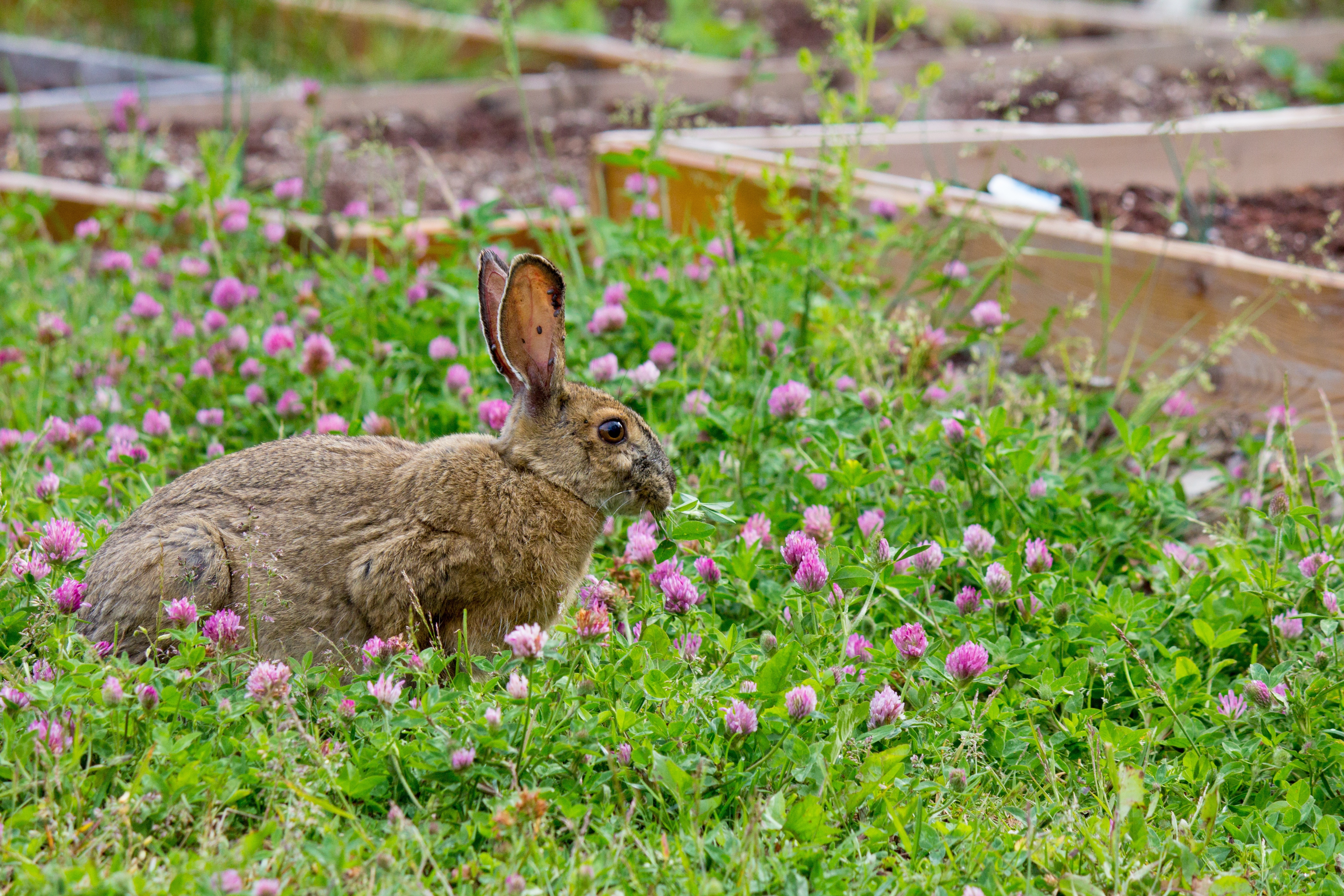 Обои кролик вид в профиль трава на рабочий стол