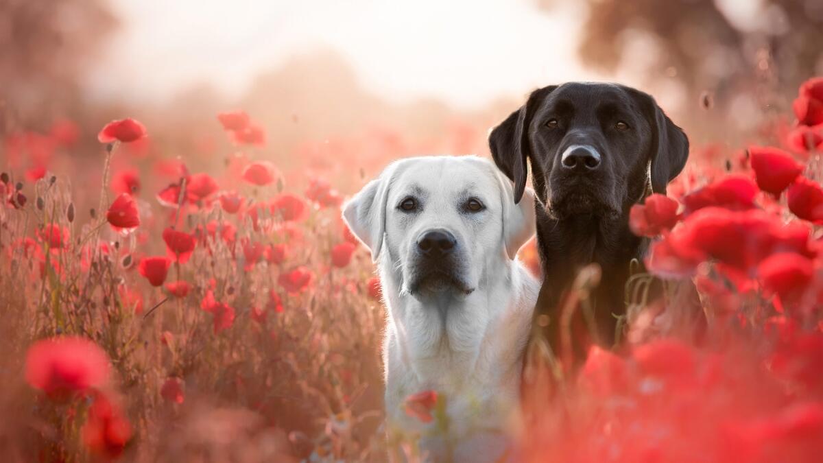 Dogs and poppies
