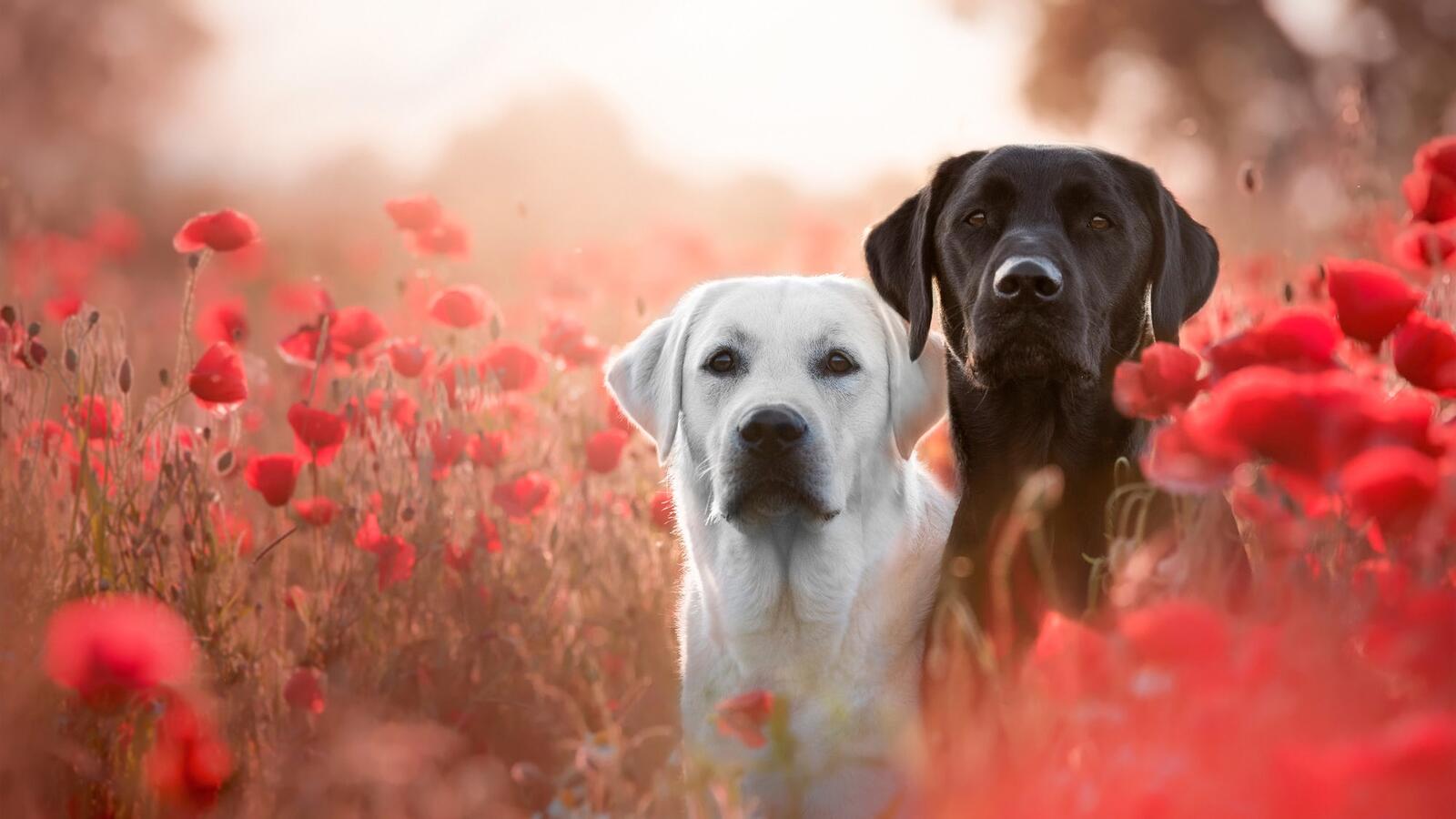 Free photo Dogs and poppies