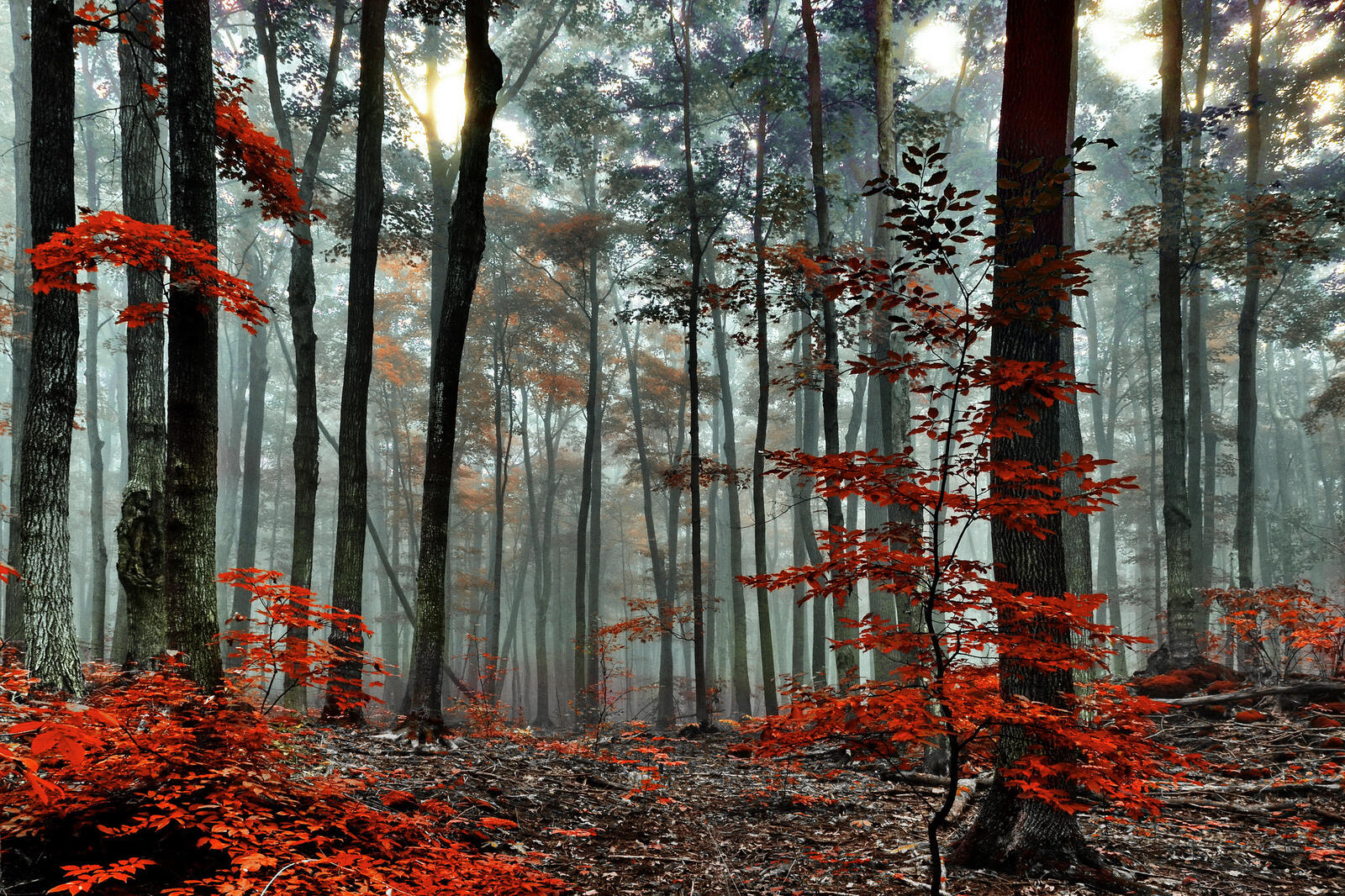 Wallpapers red fog autumn on the desktop