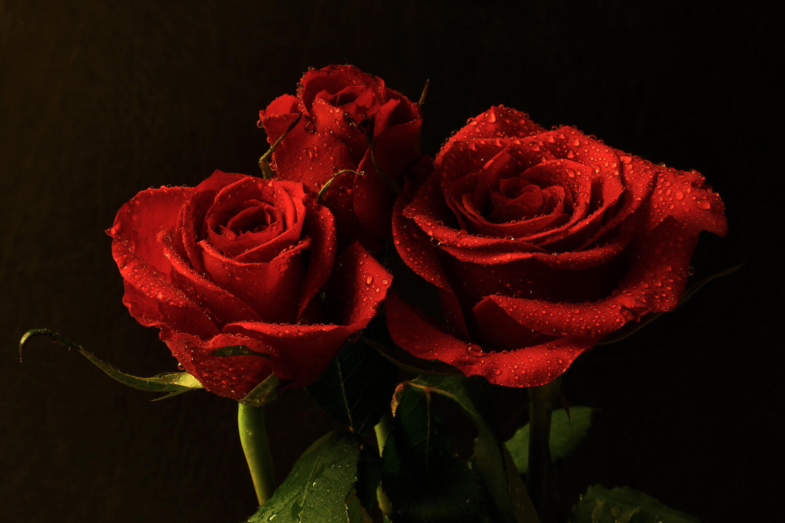 桌面上的壁纸玫瑰 花束 黑色背景