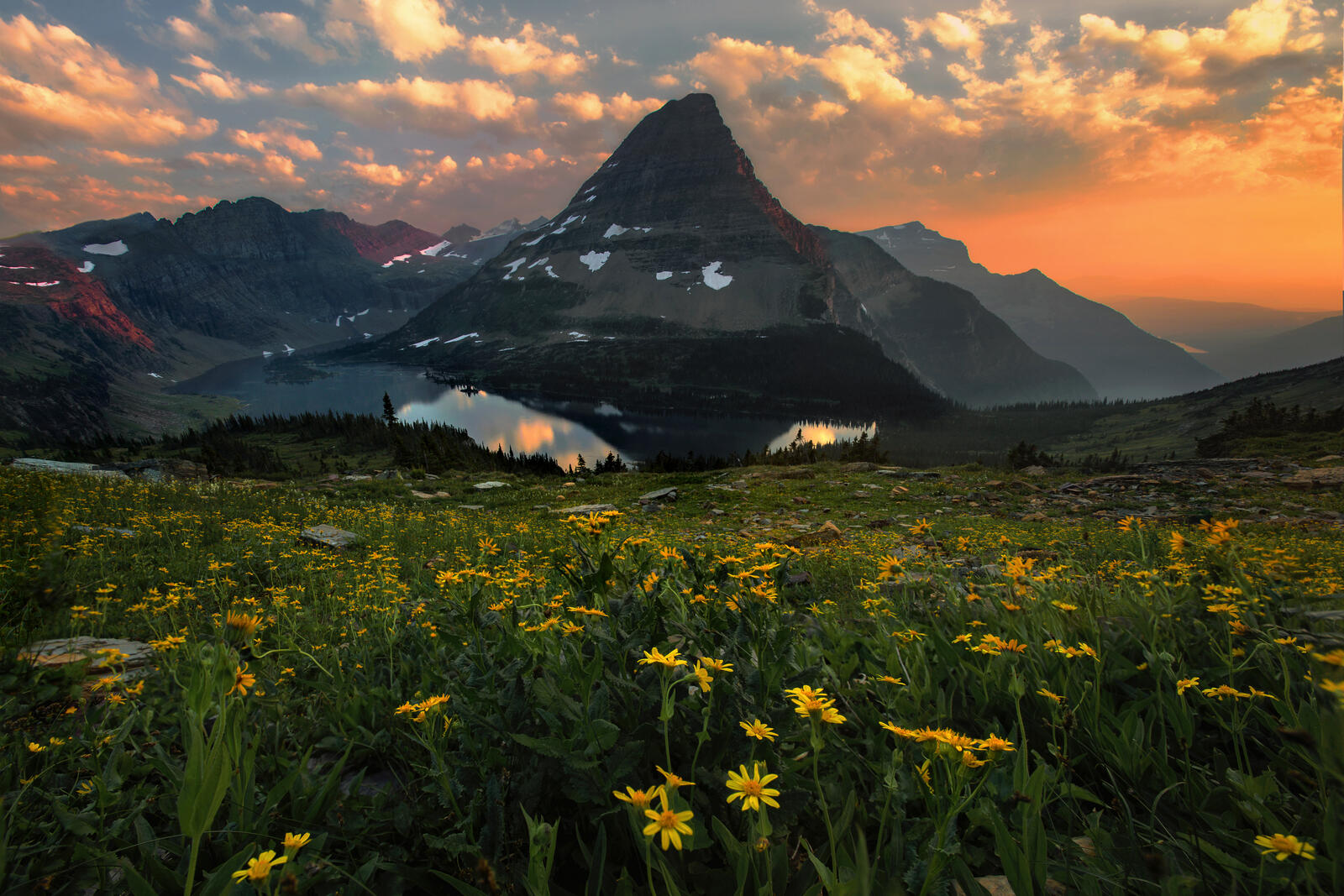 Бесплатное фото Желтые цветы на берегу горного озера
