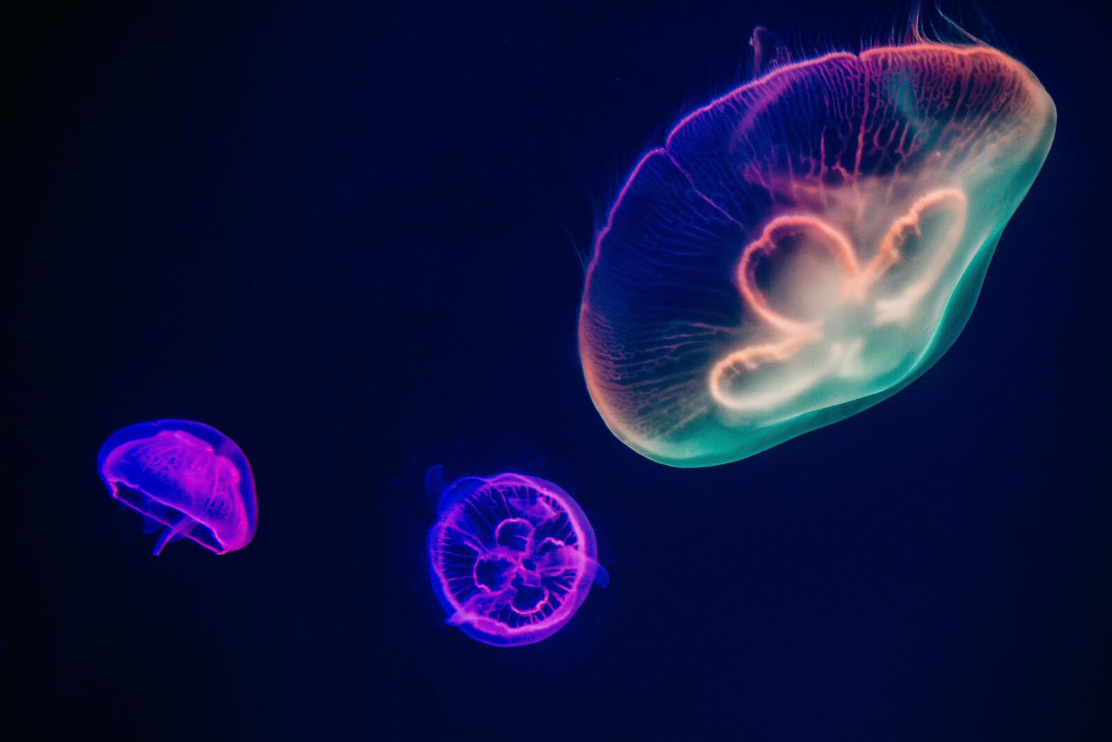 Wallpapers underwater jellyfish neon lights on the desktop