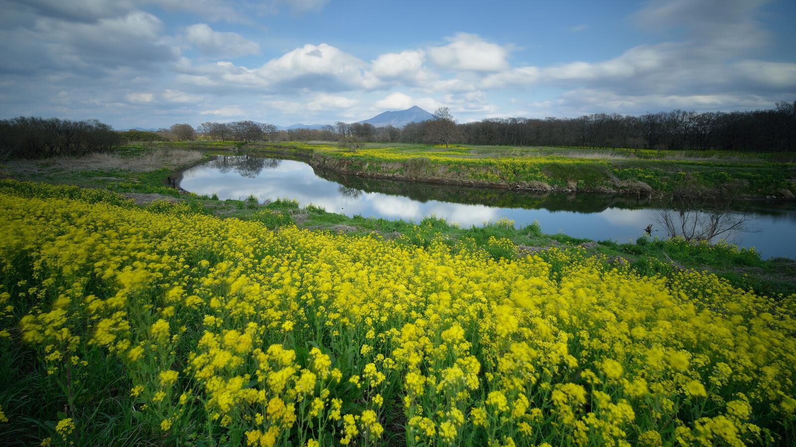 Wallpapers yellow flowers river clouds on the desktop