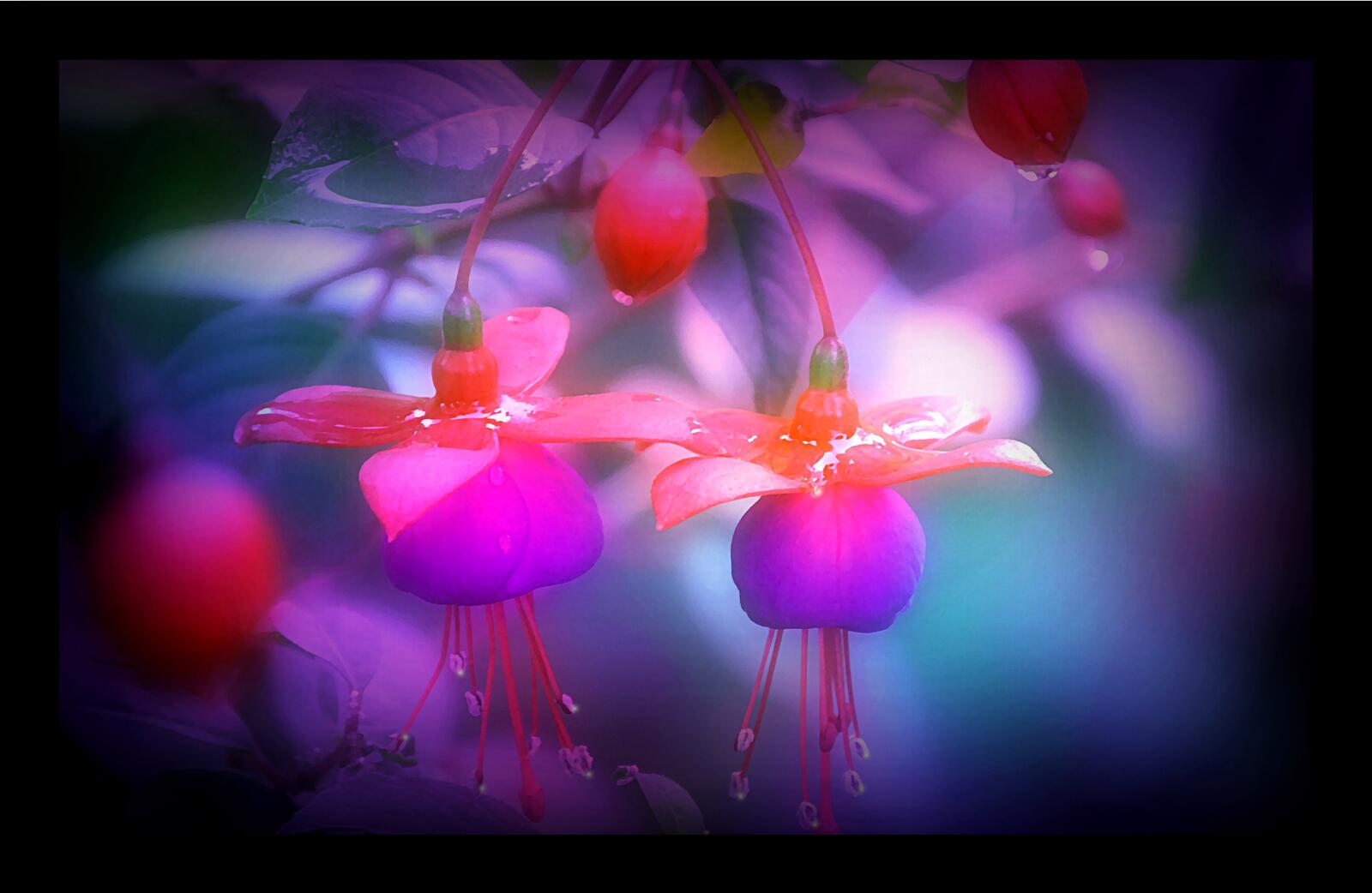 Wallpapers fleurs fuchsia ikebana on the desktop