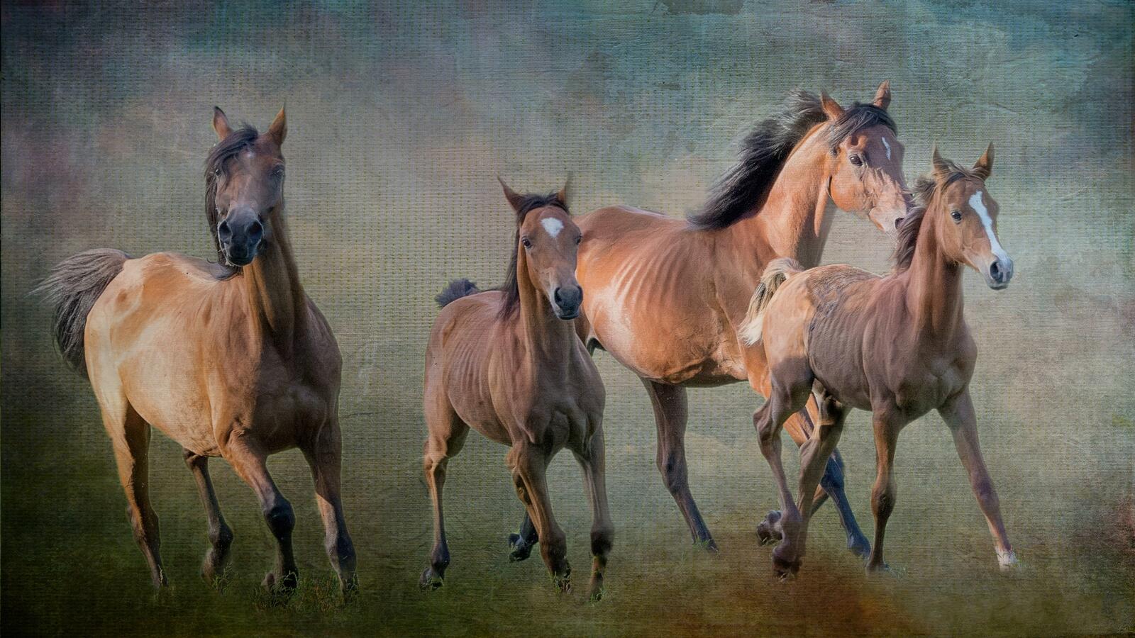 Wallpapers horses photoshop art on the desktop