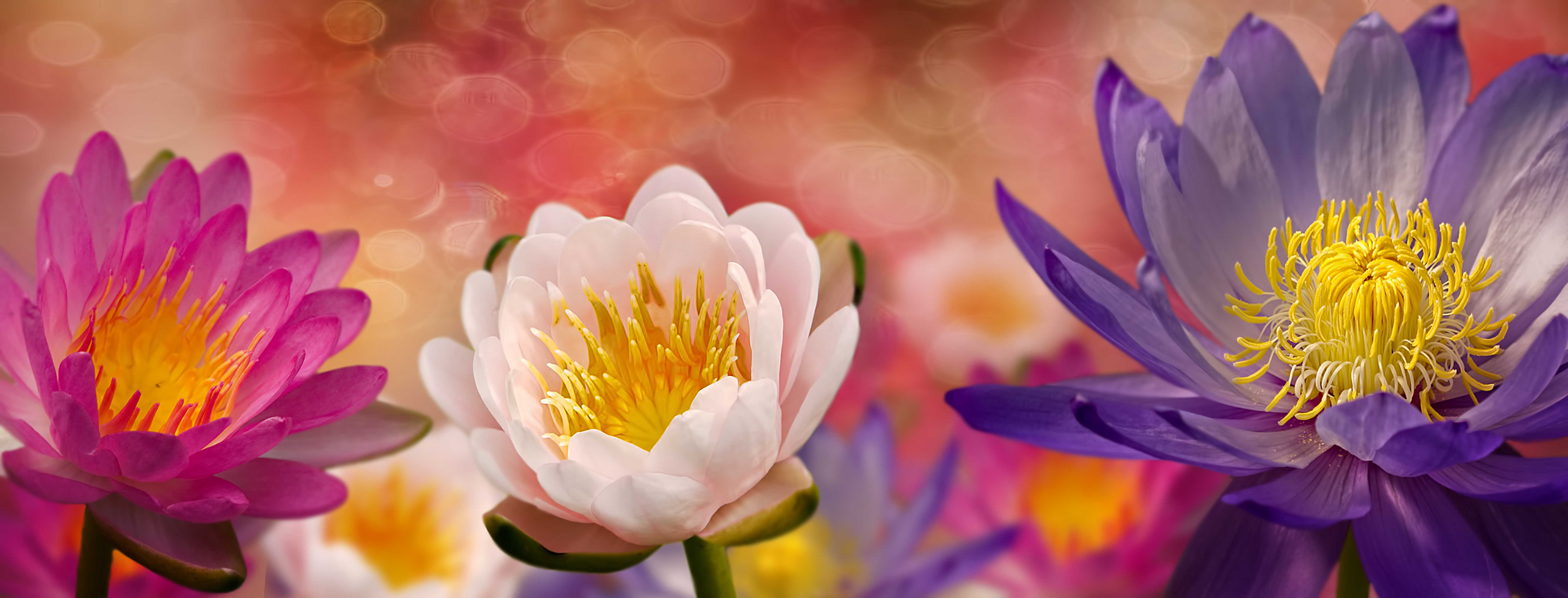 Фото бесплатно флора, водяная лилия, панорама