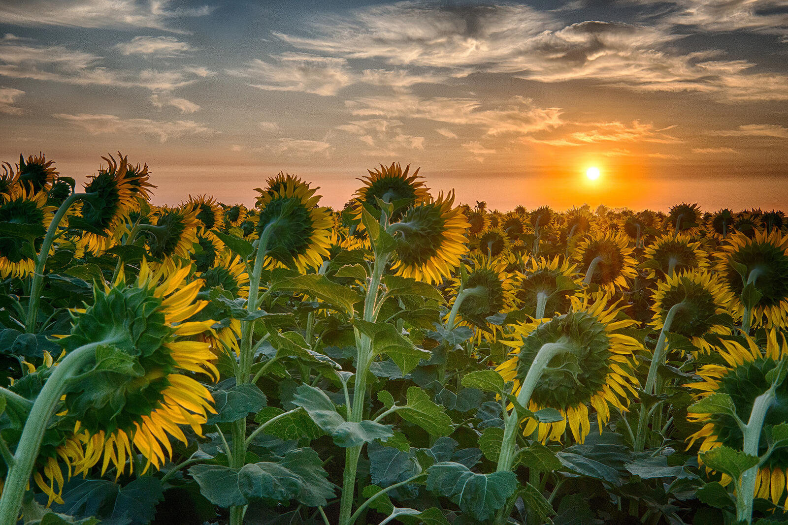 Wallpapers sunflowers facing the sun a huge field sunset on the desktop