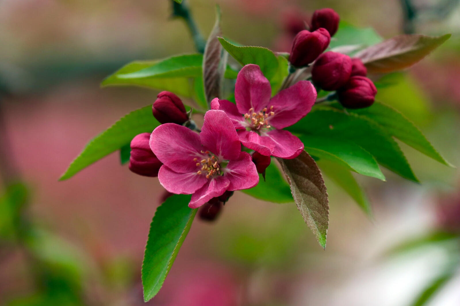 Free photo Spring Apple tree