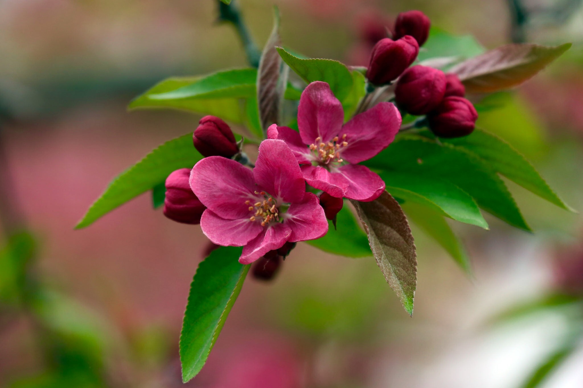 免费照片春天的苹果树