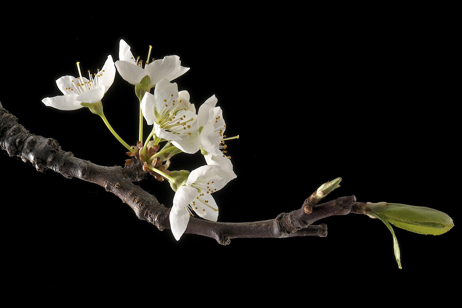 Обои Cherry Blossom цветущая ветка цветение на рабочий стол