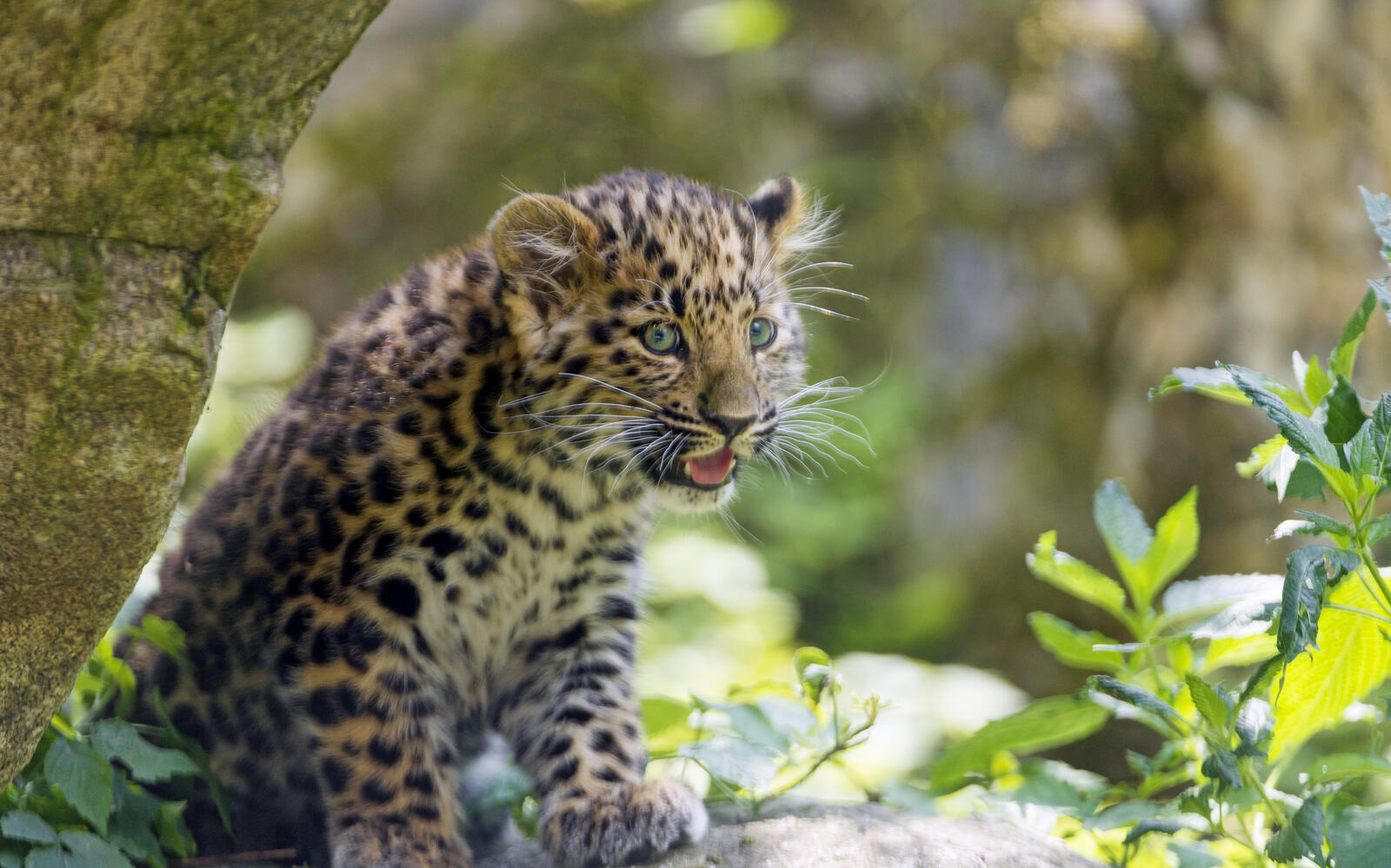 Wallpapers young leopard predator kitten on the desktop