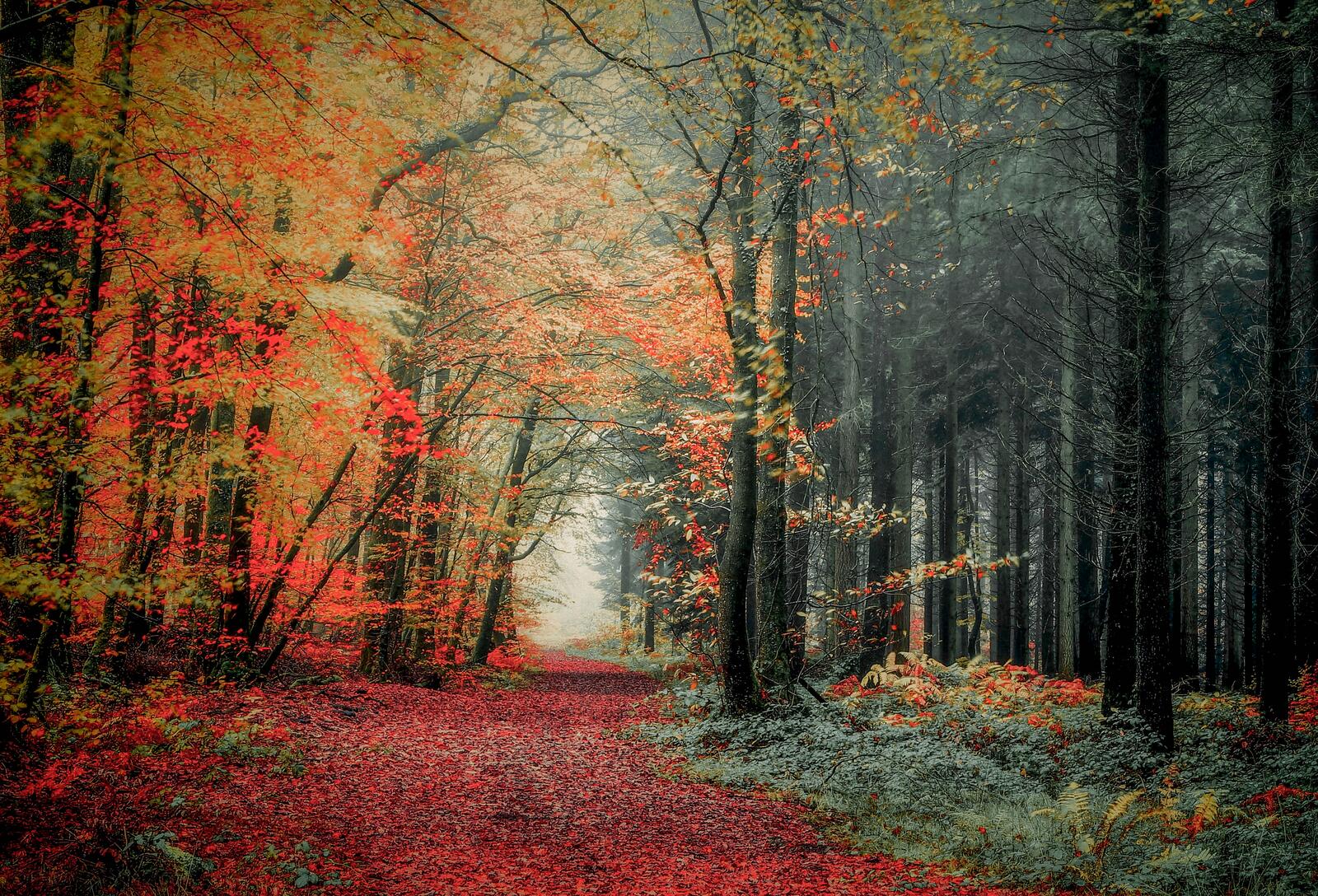 Wallpapers landscape autumn forest nature on the desktop