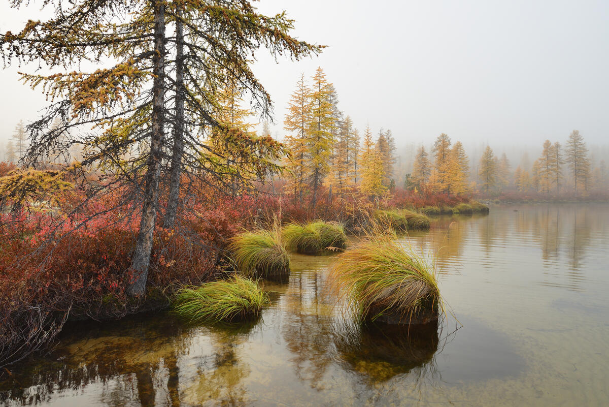 落叶松在雾蒙蒙的湖边