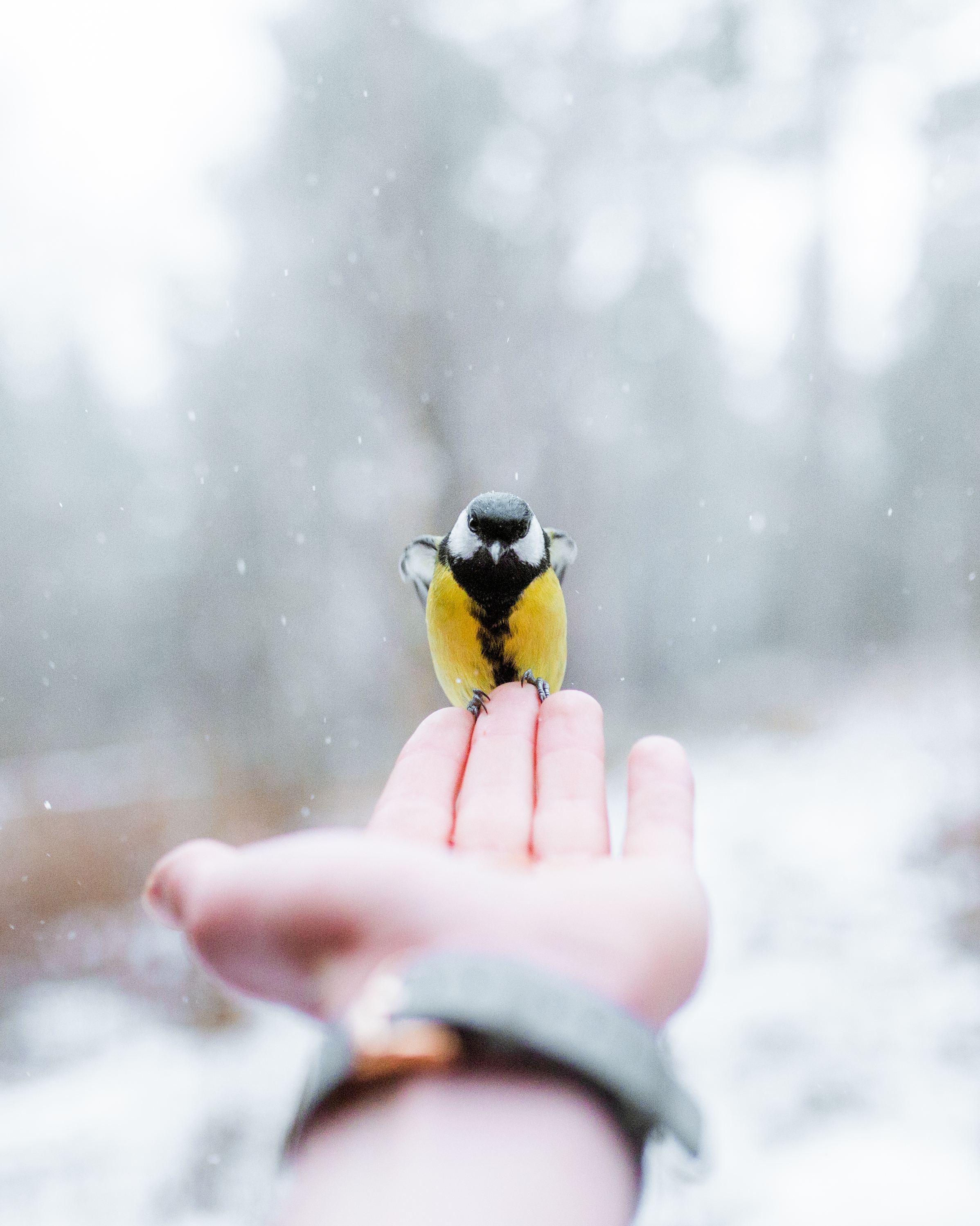 Фото бесплатно милый, снегирь, птица