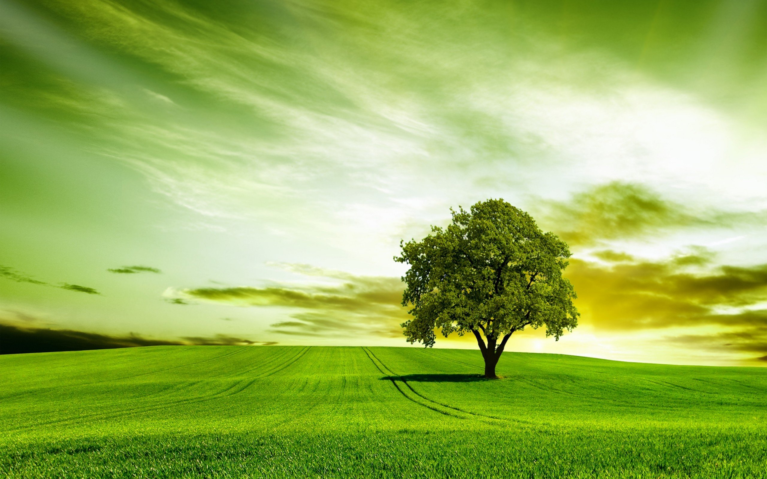 Wallpapers green nature sky on the desktop