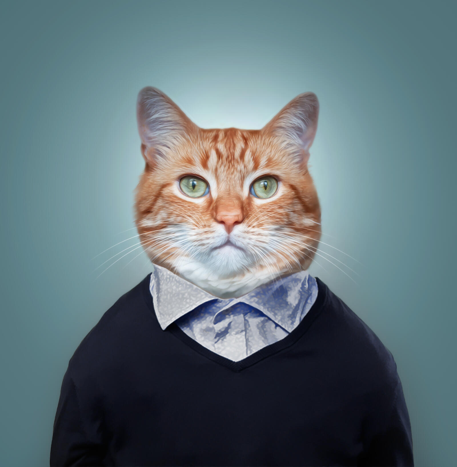Wallpapers kotofey passport photo cat on the desktop