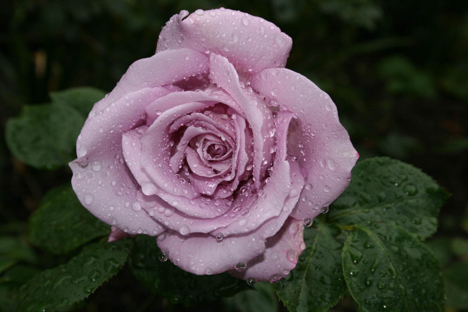Обои капли дождя капли росы роза на рабочий стол