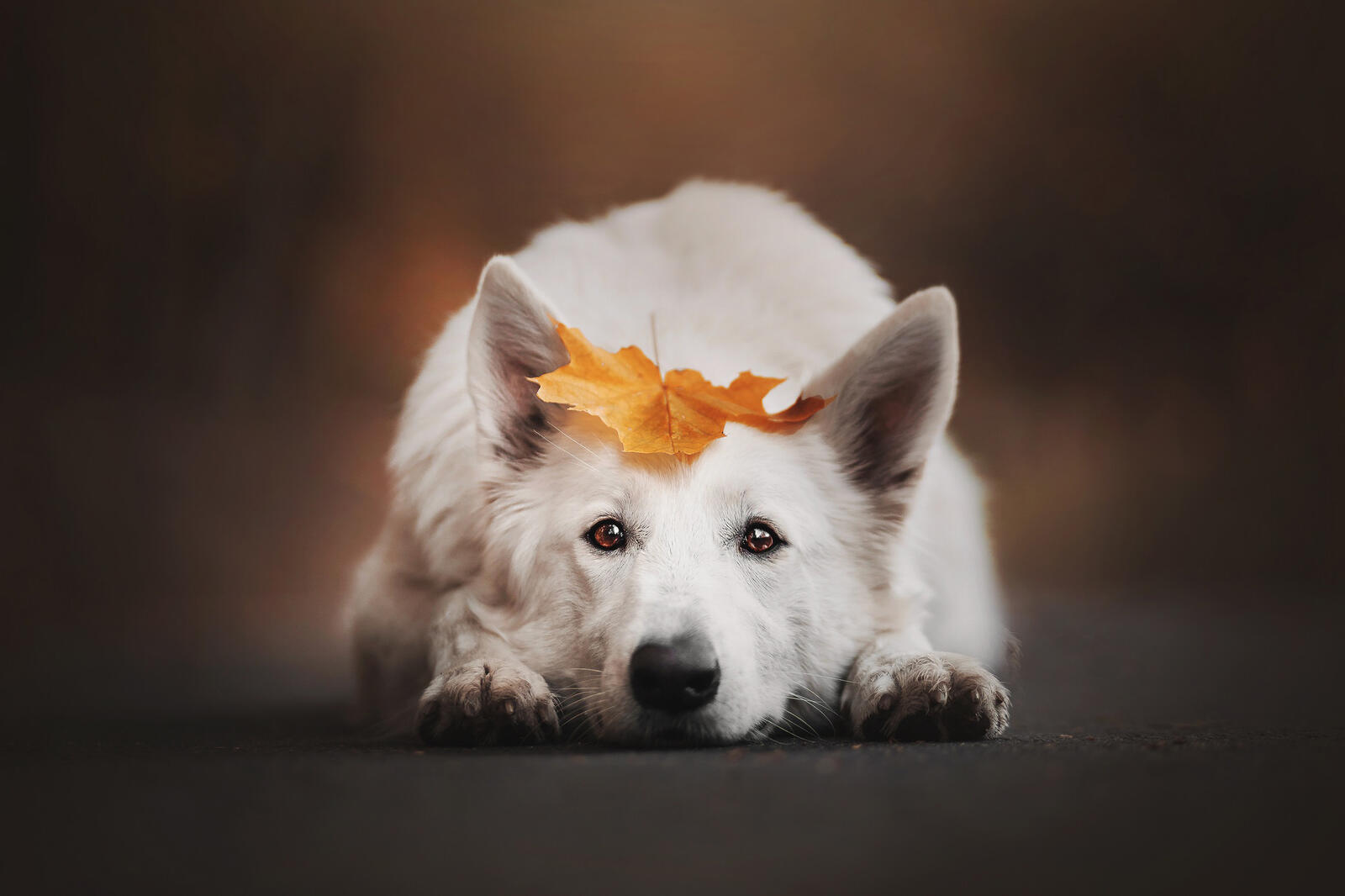Бесплатное фото Рыжий лист на белой собаке