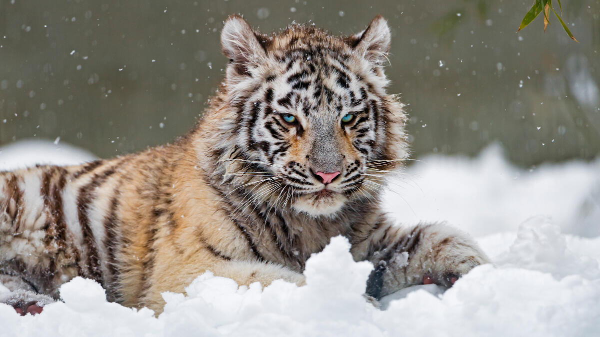 White tiger cub and snowfall