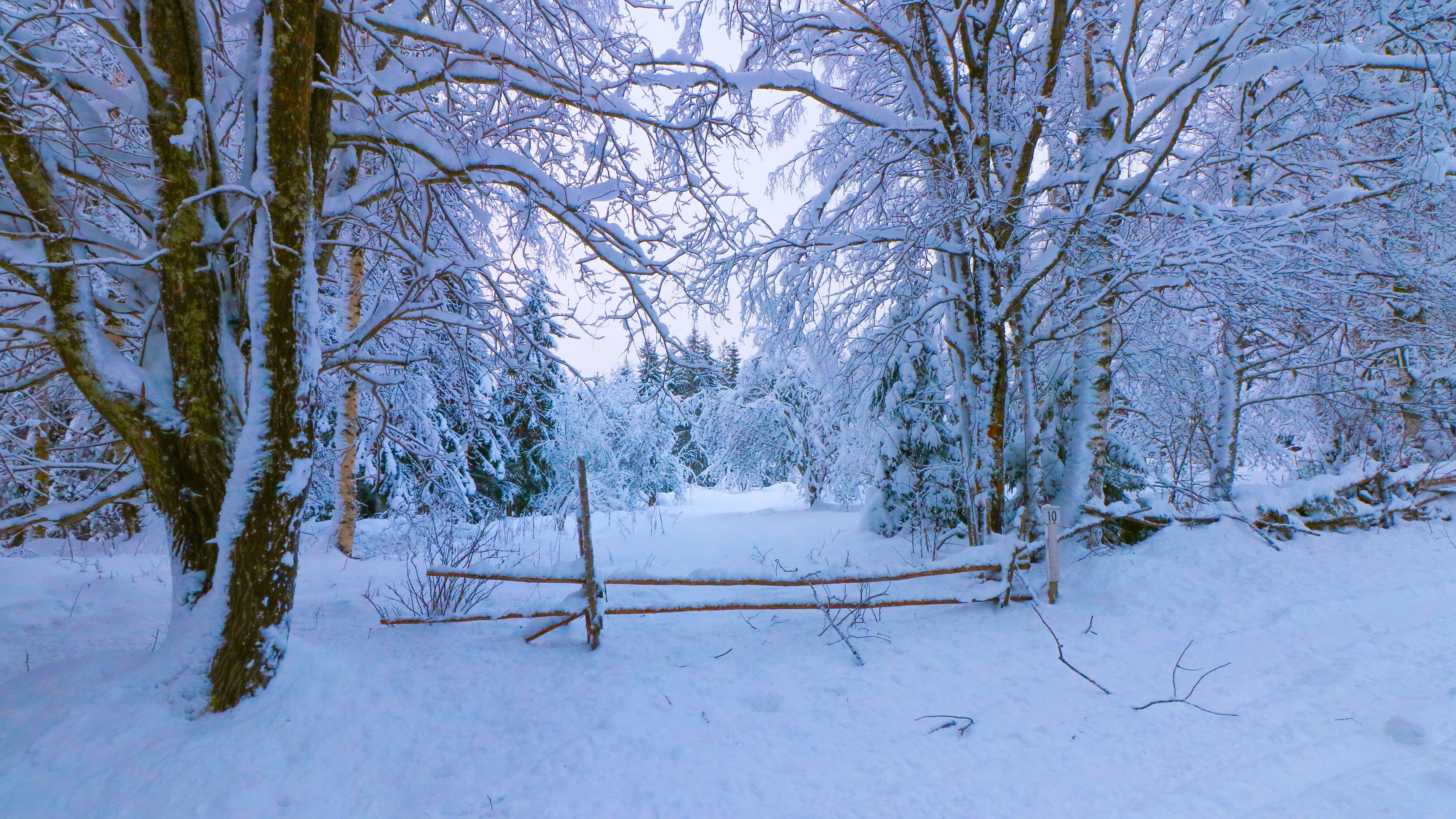 免费照片从fonwall下载森林、雪堆的照片