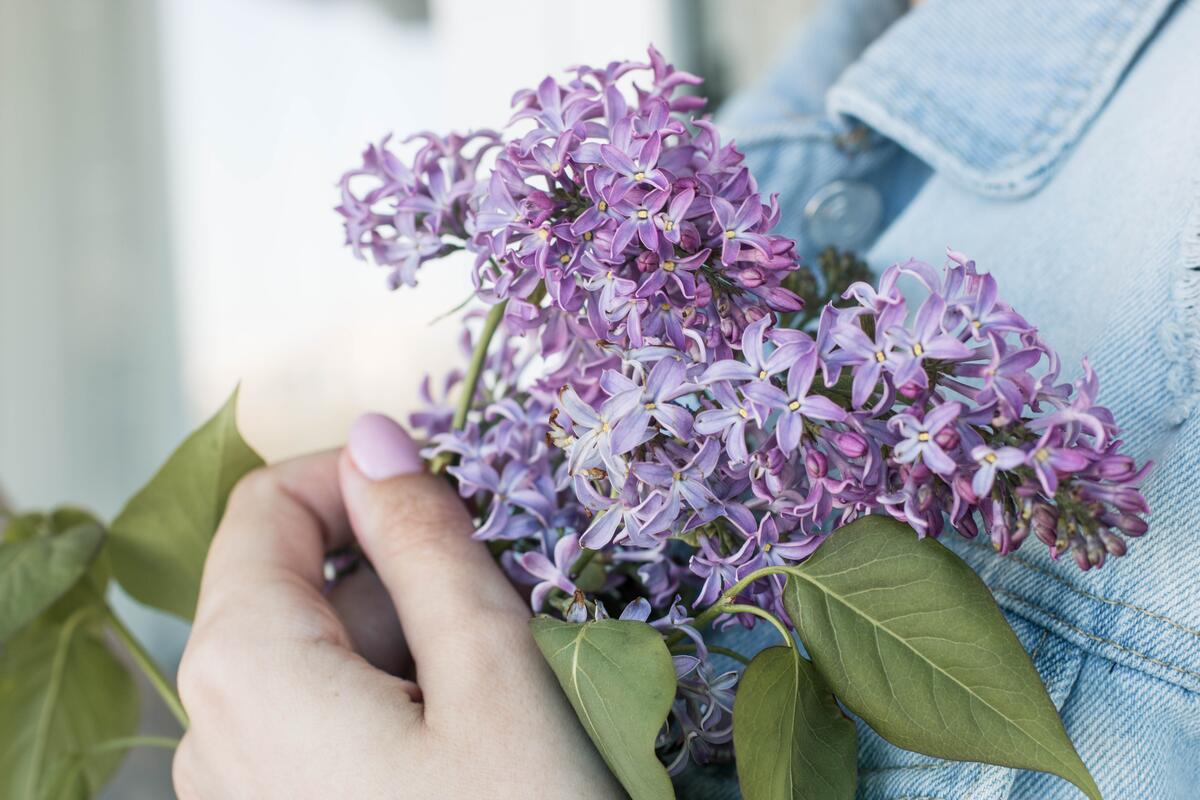 Purple lavender flowers.