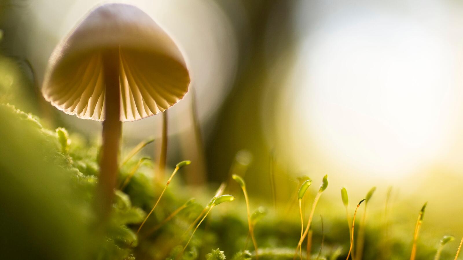 Wallpapers mushroom photografie blurred on the desktop