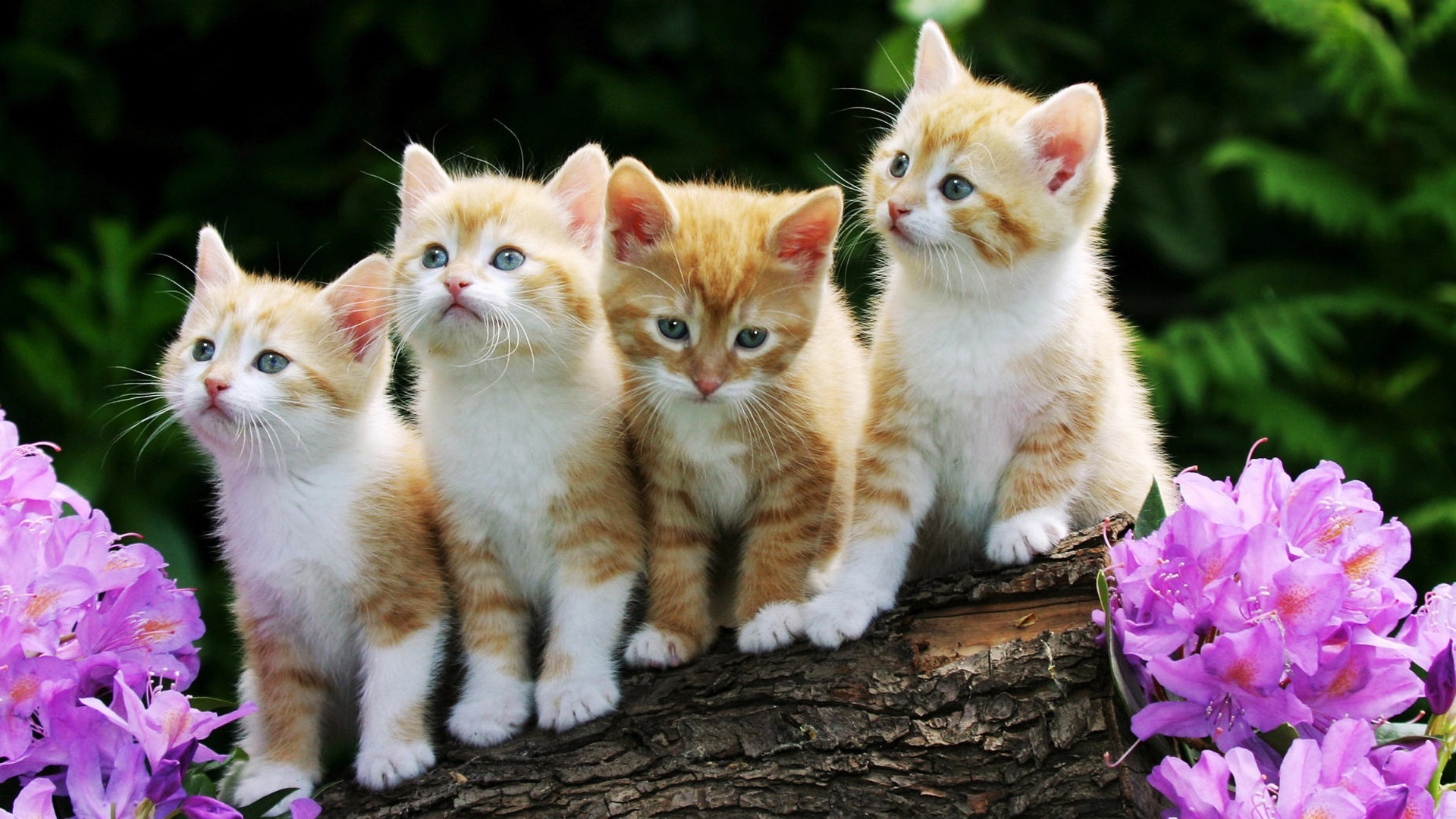 Photo free kittens, flowers, 4 kittens