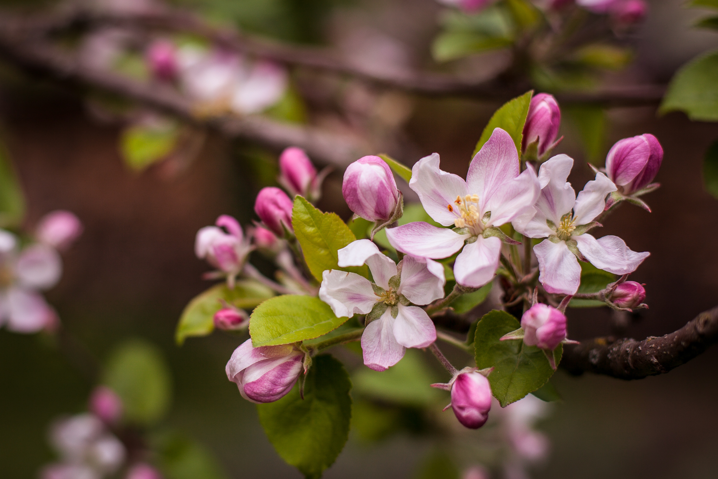免费照片春天的苹果树