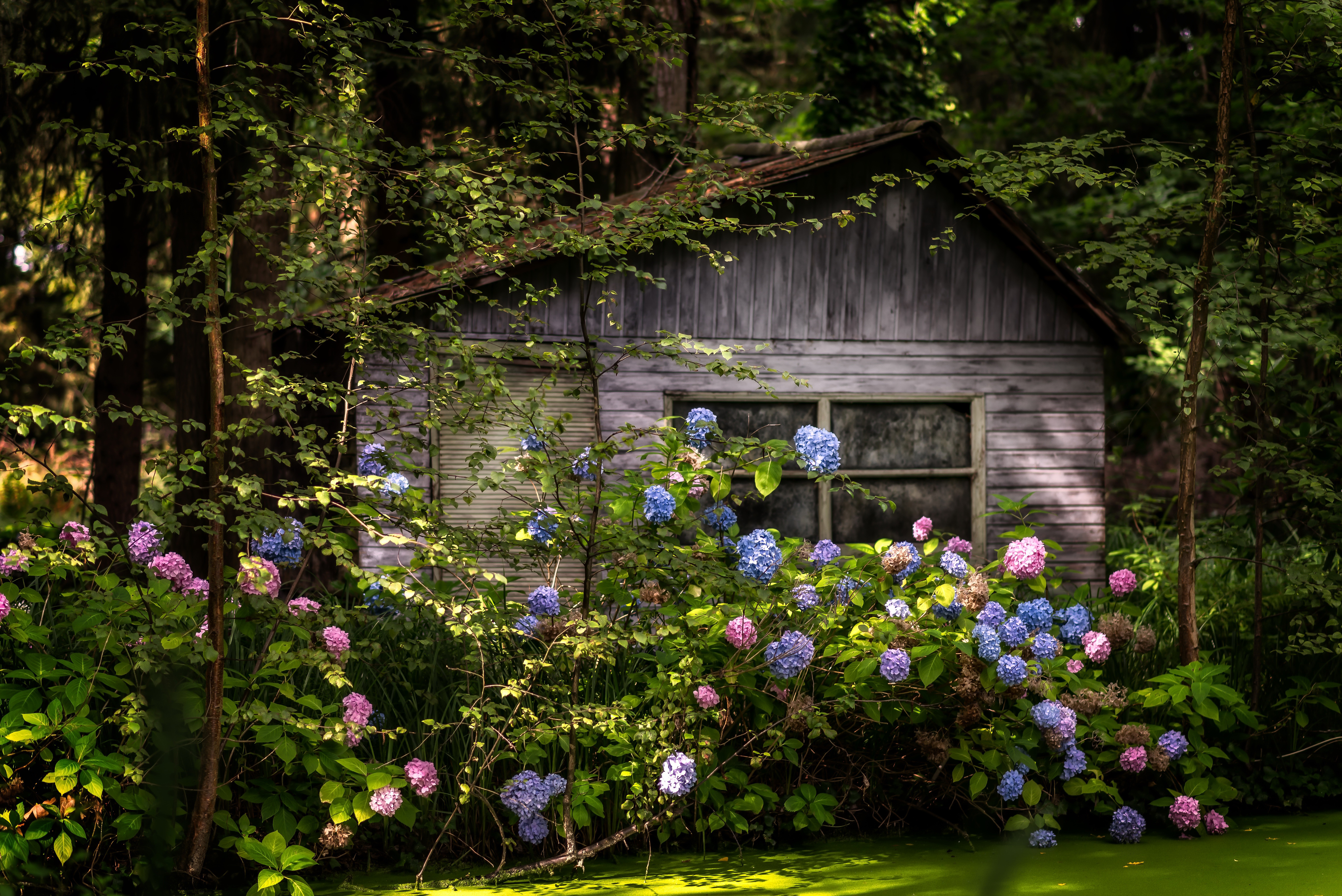 免费照片绣球花丛中的房子