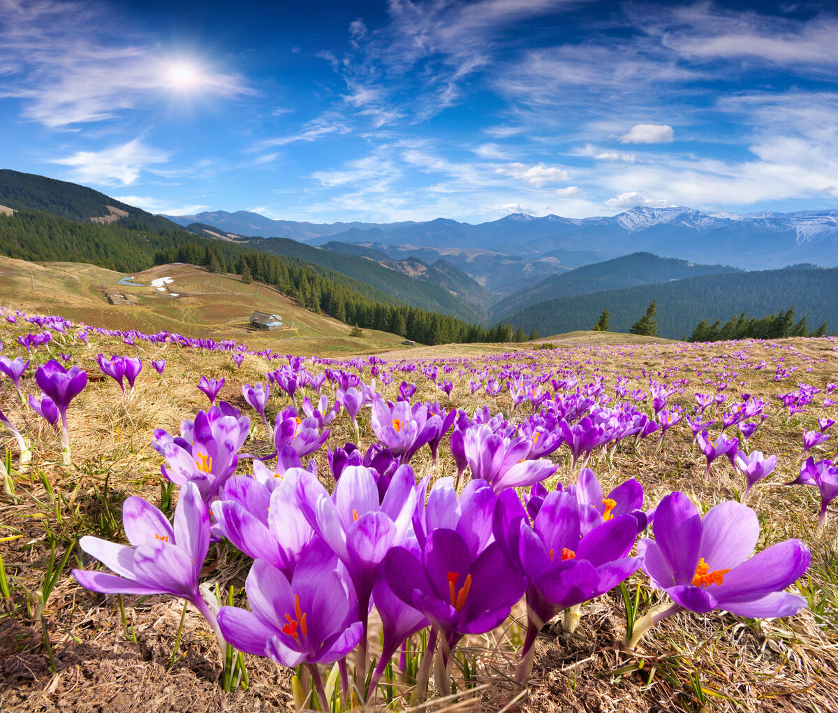 Pink crocuses in mountains