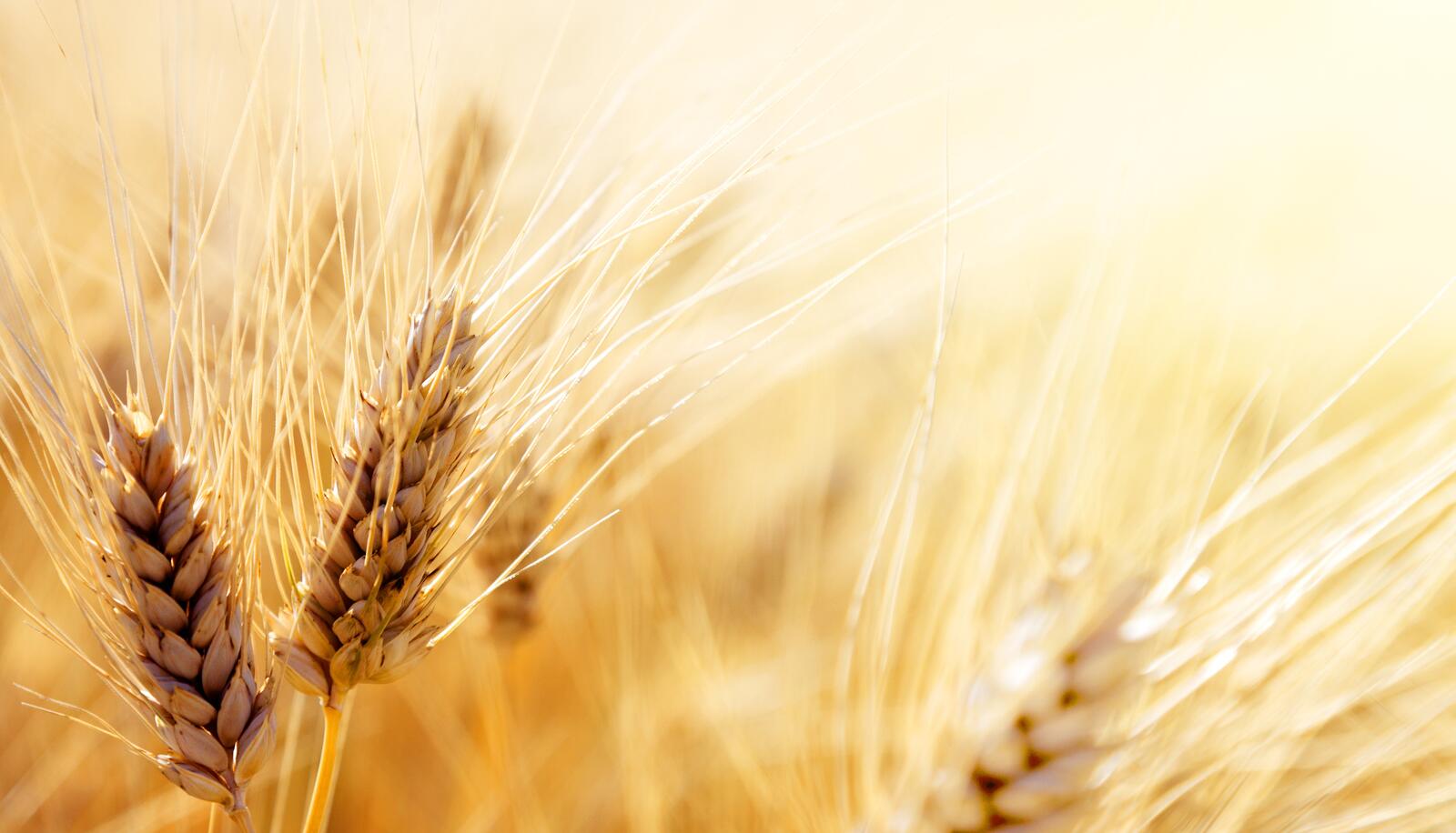 Обои пшеница продовольственное зерно трава семьи на рабочий стол