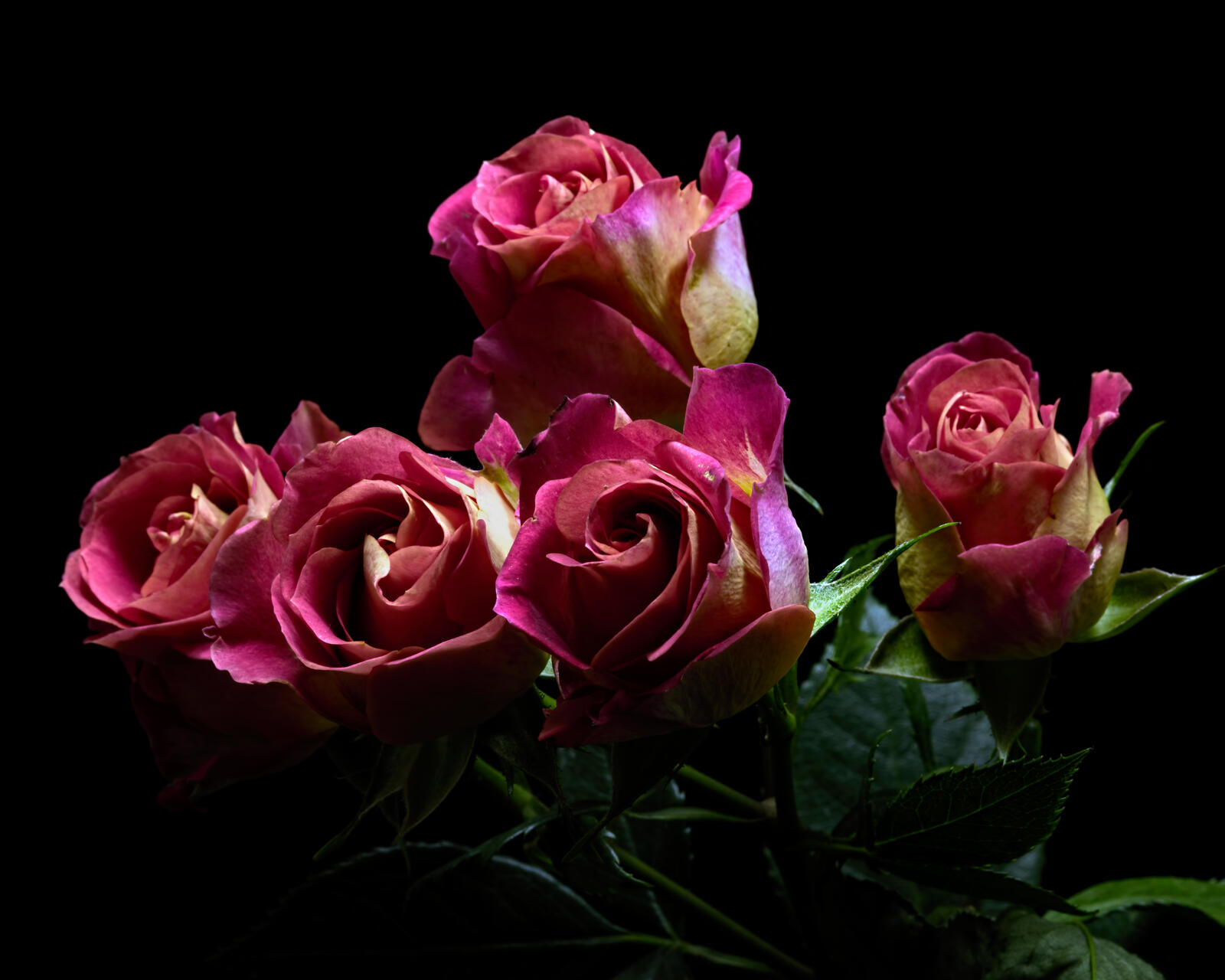 桌面上的壁纸玫瑰 粉色花束 花