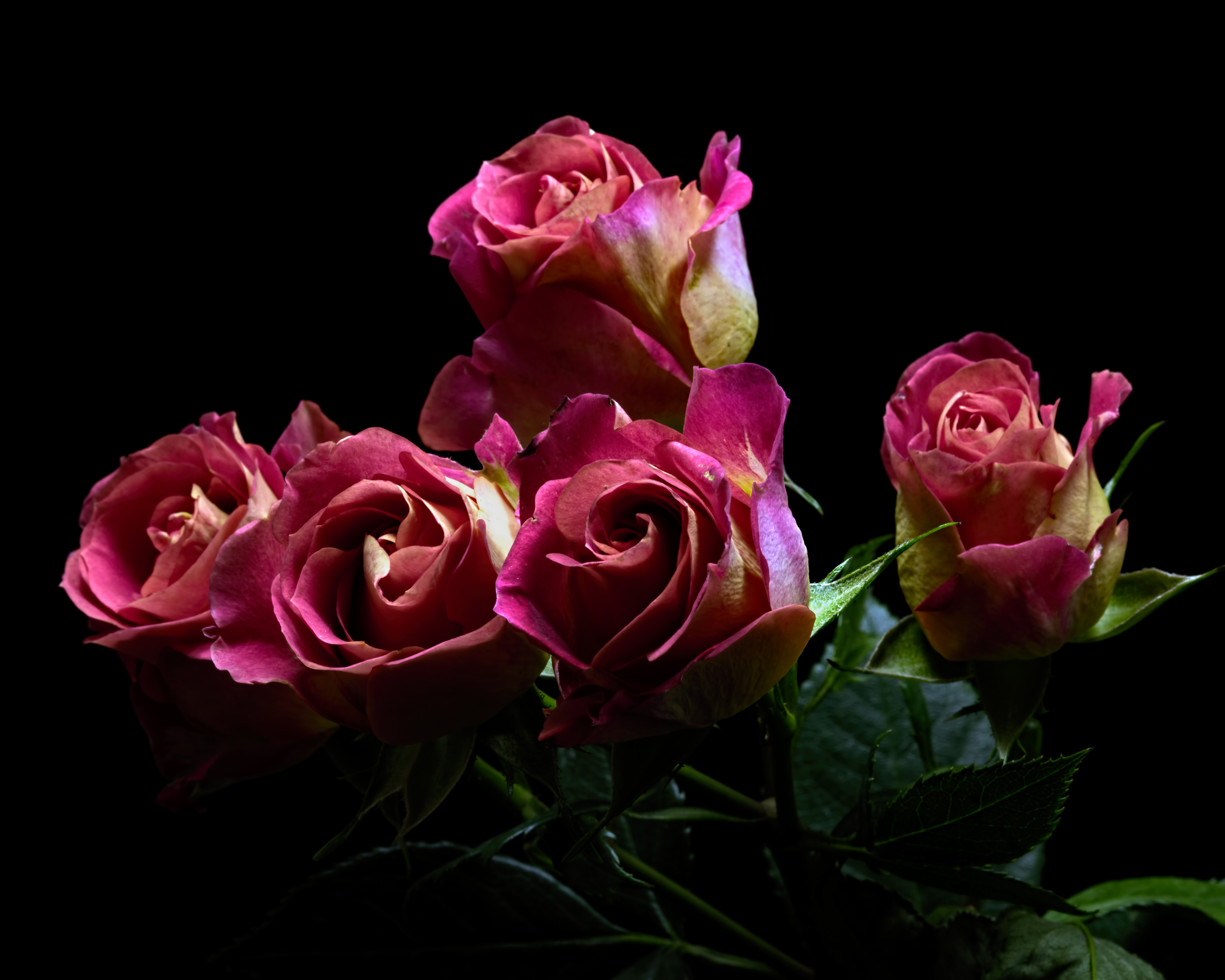桌面上的壁纸玫瑰 粉色花束 花