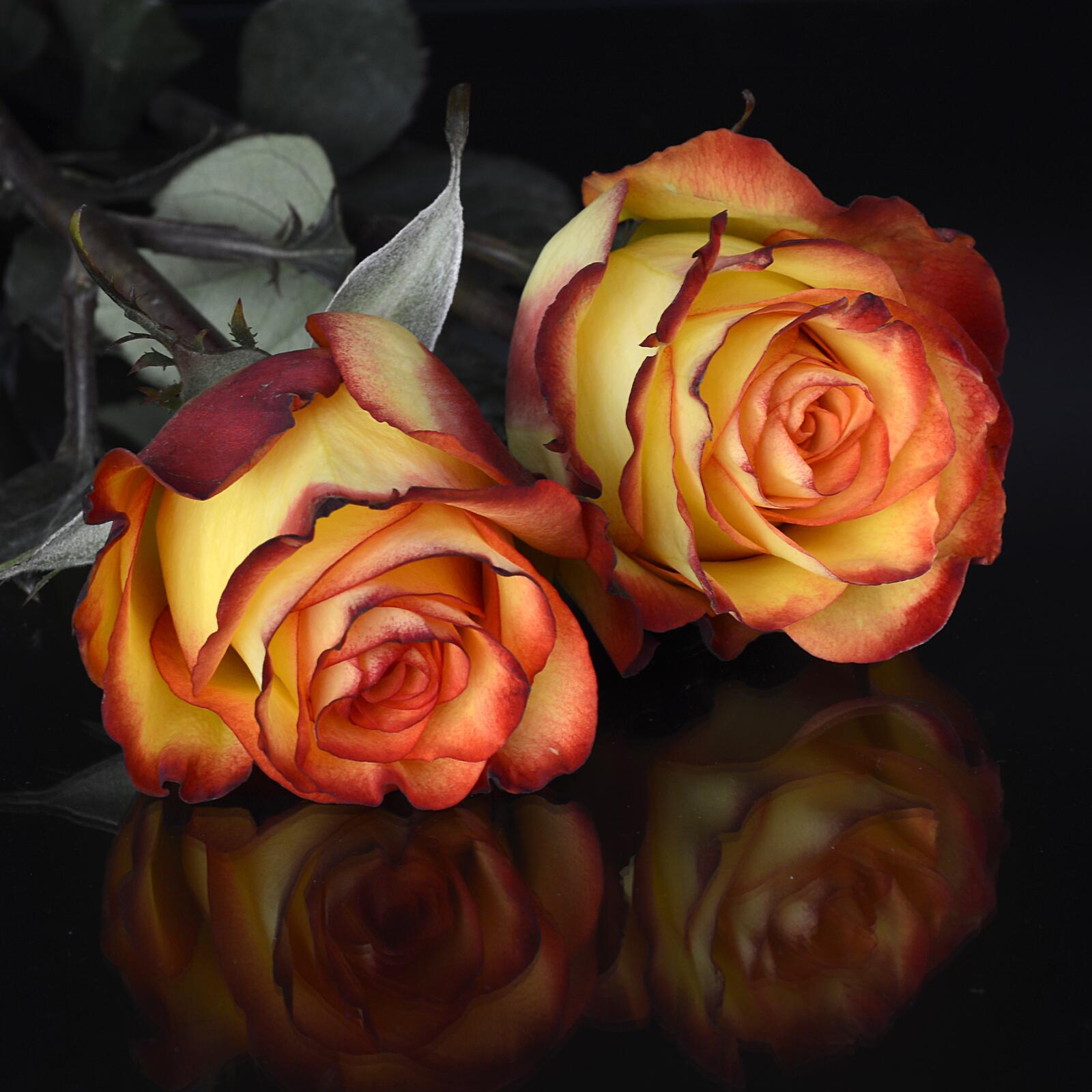 Обои розы цветы цветение на рабочий стол