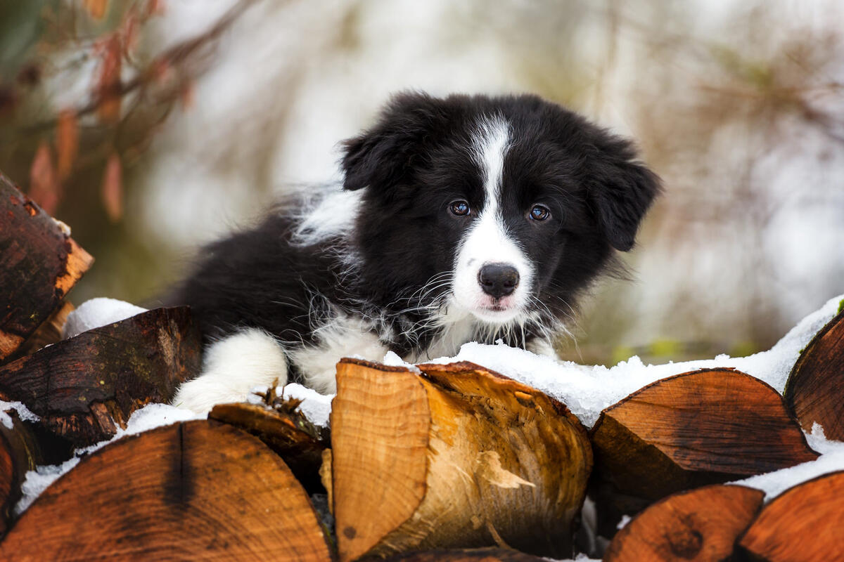 Puppy on logs