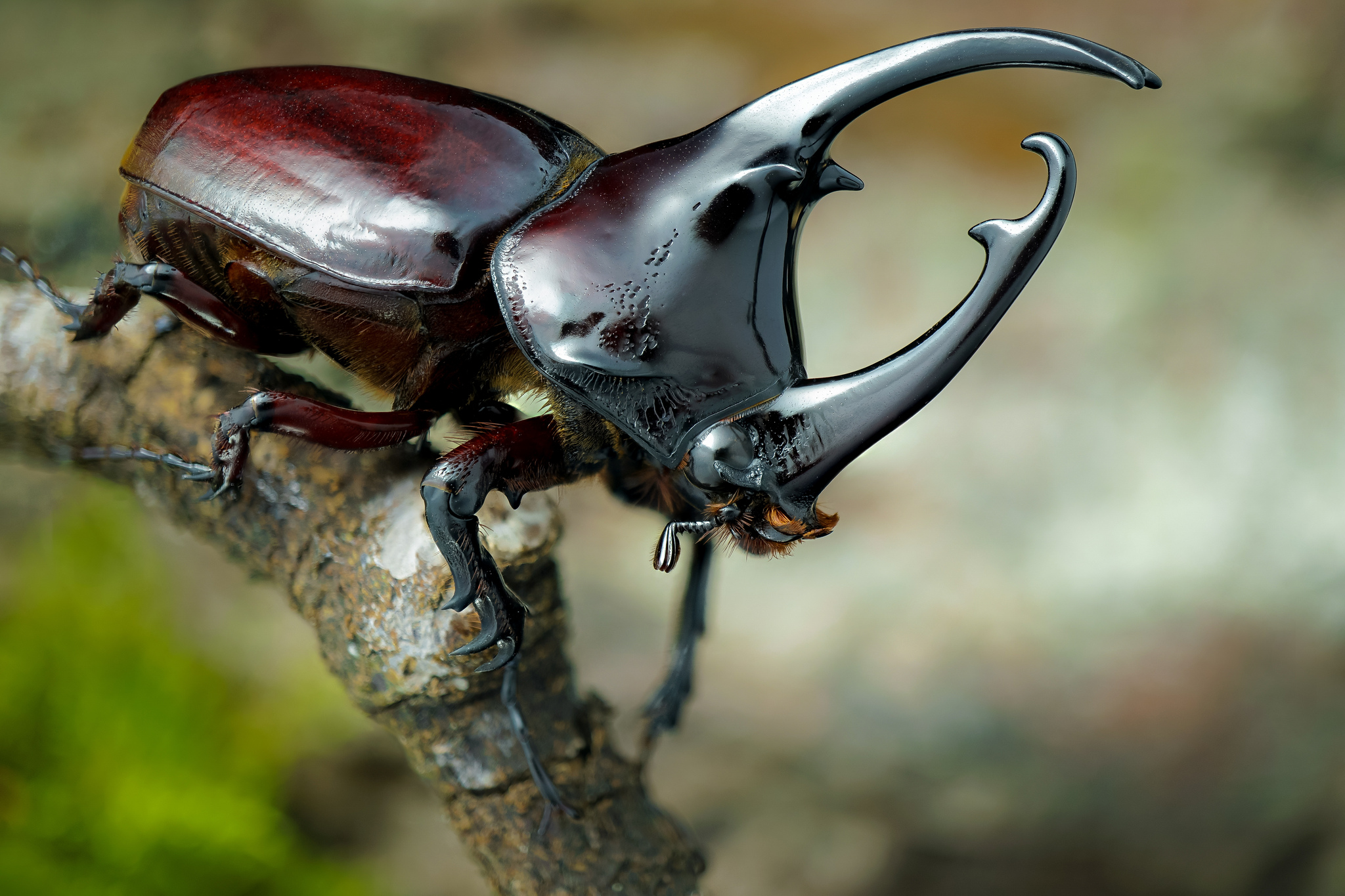 Photo free Impressive male rhinoceros beetle, with a length of 60 mm, Augosoma centaurus
